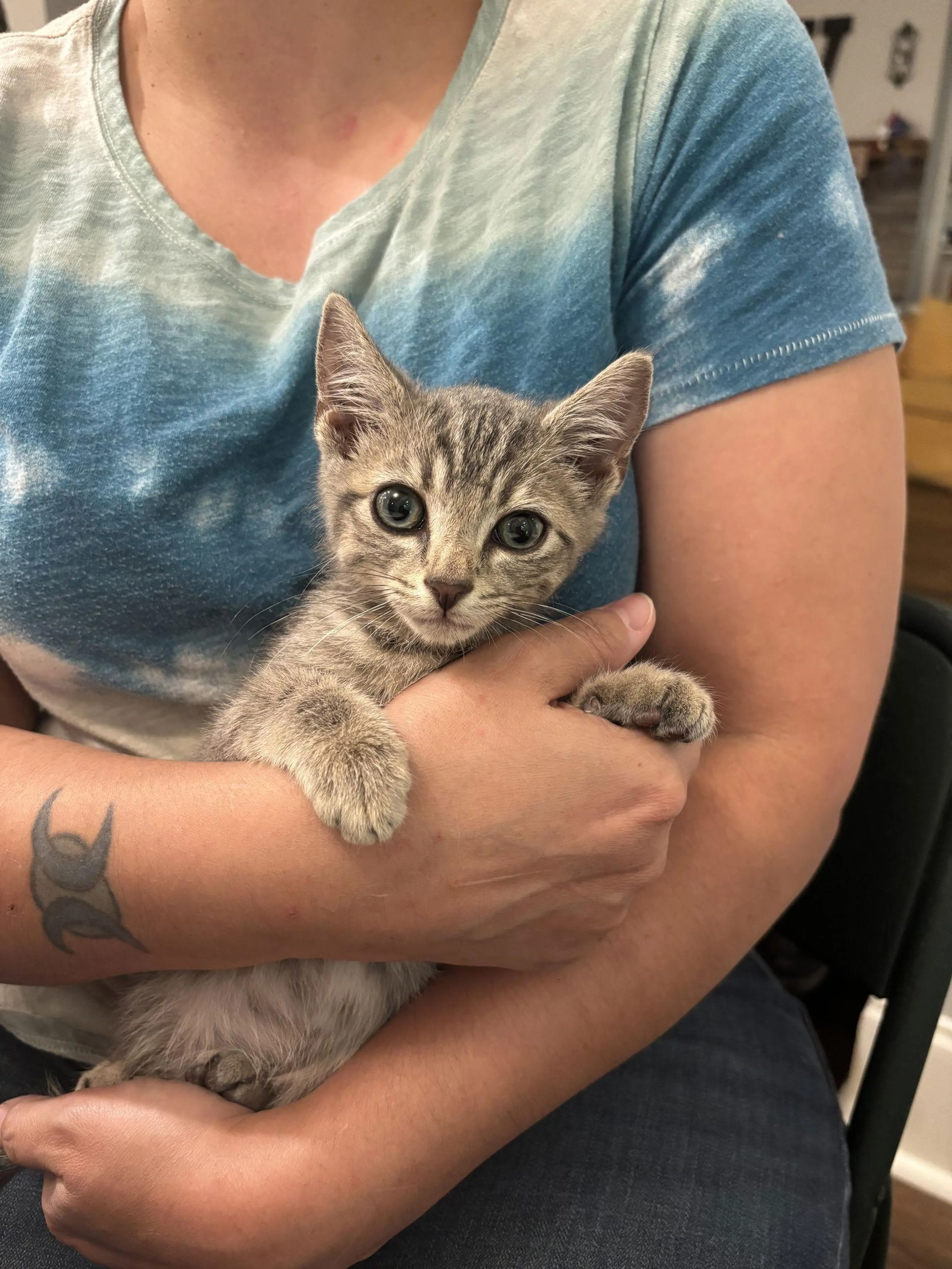 Found pet-2