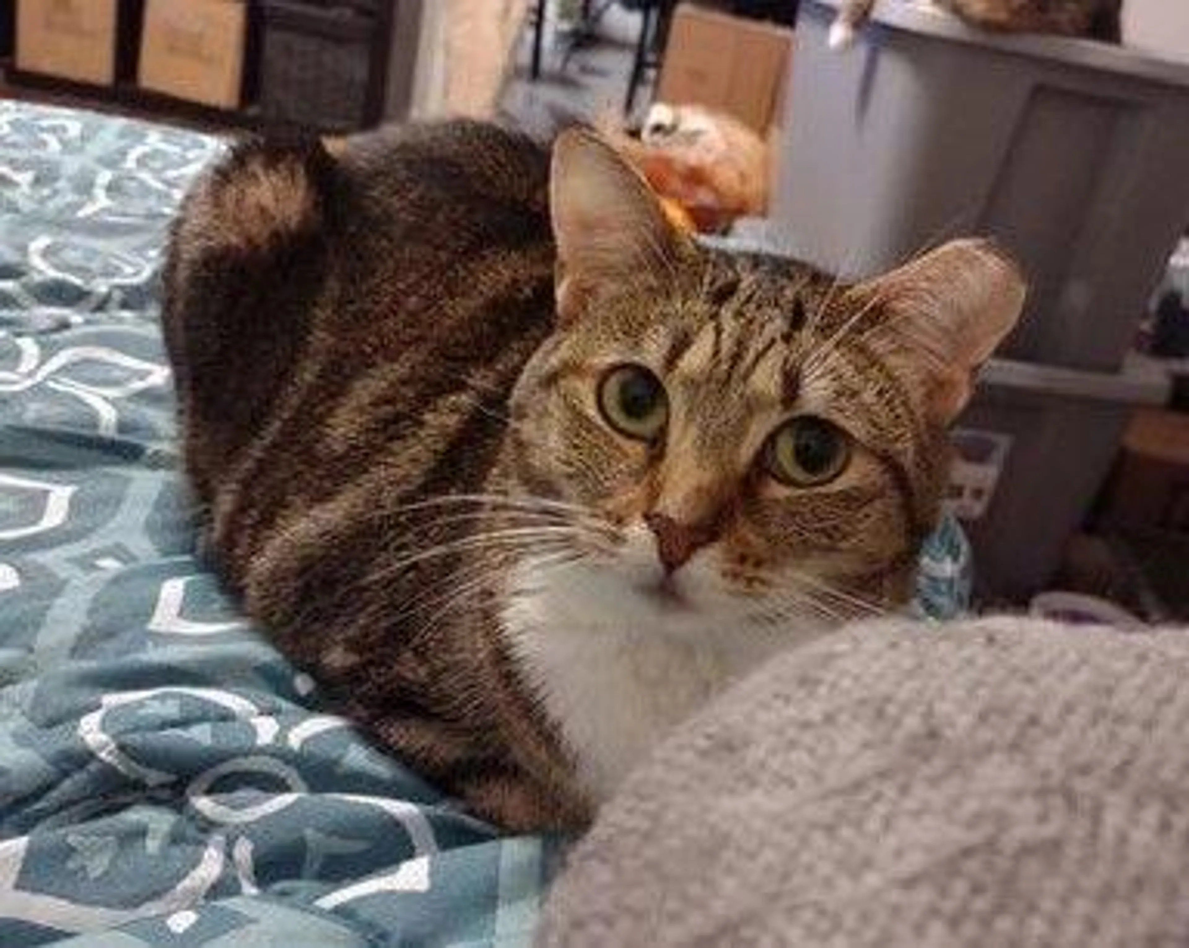 Found pet-1