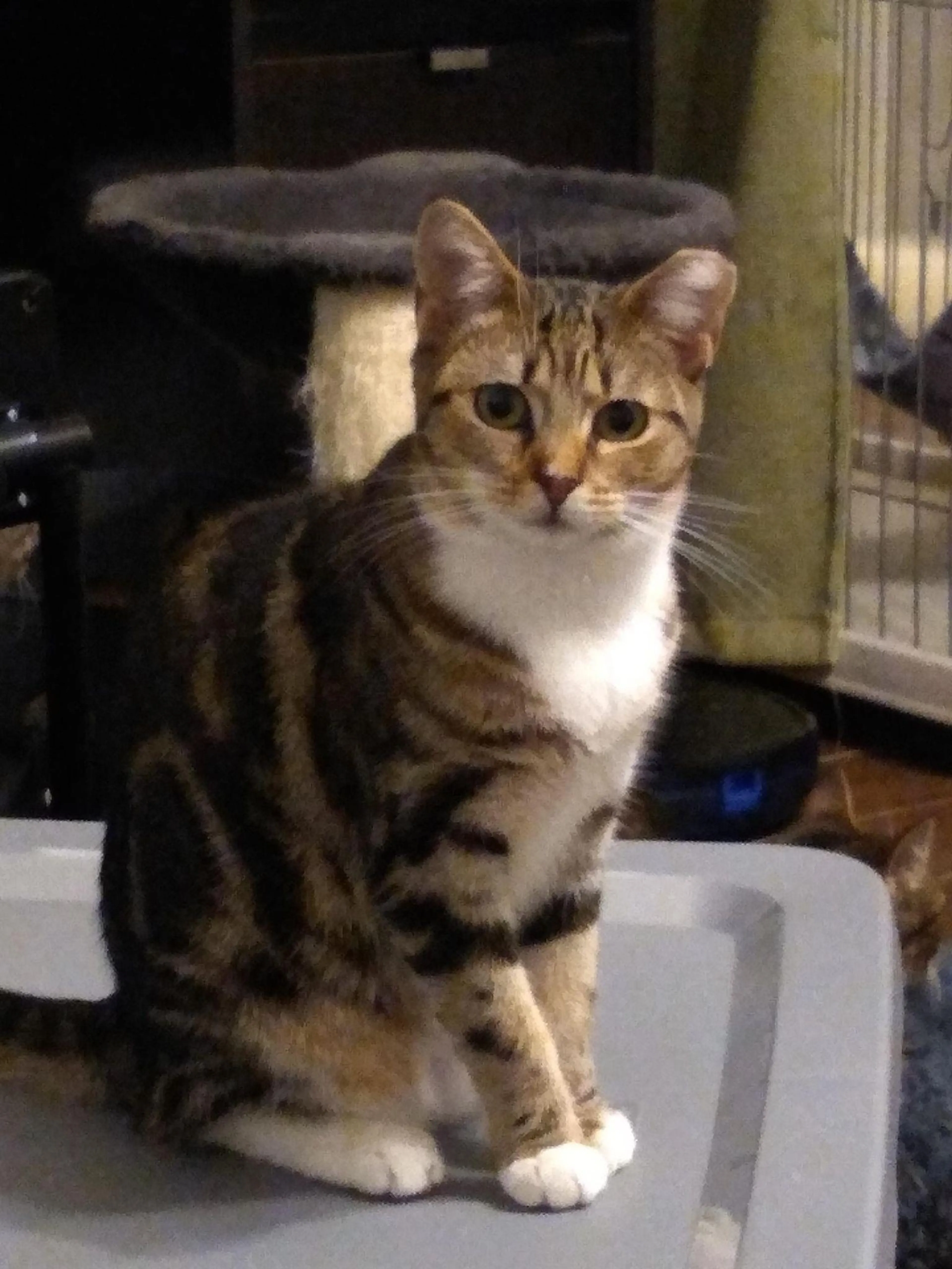 Found pet-0