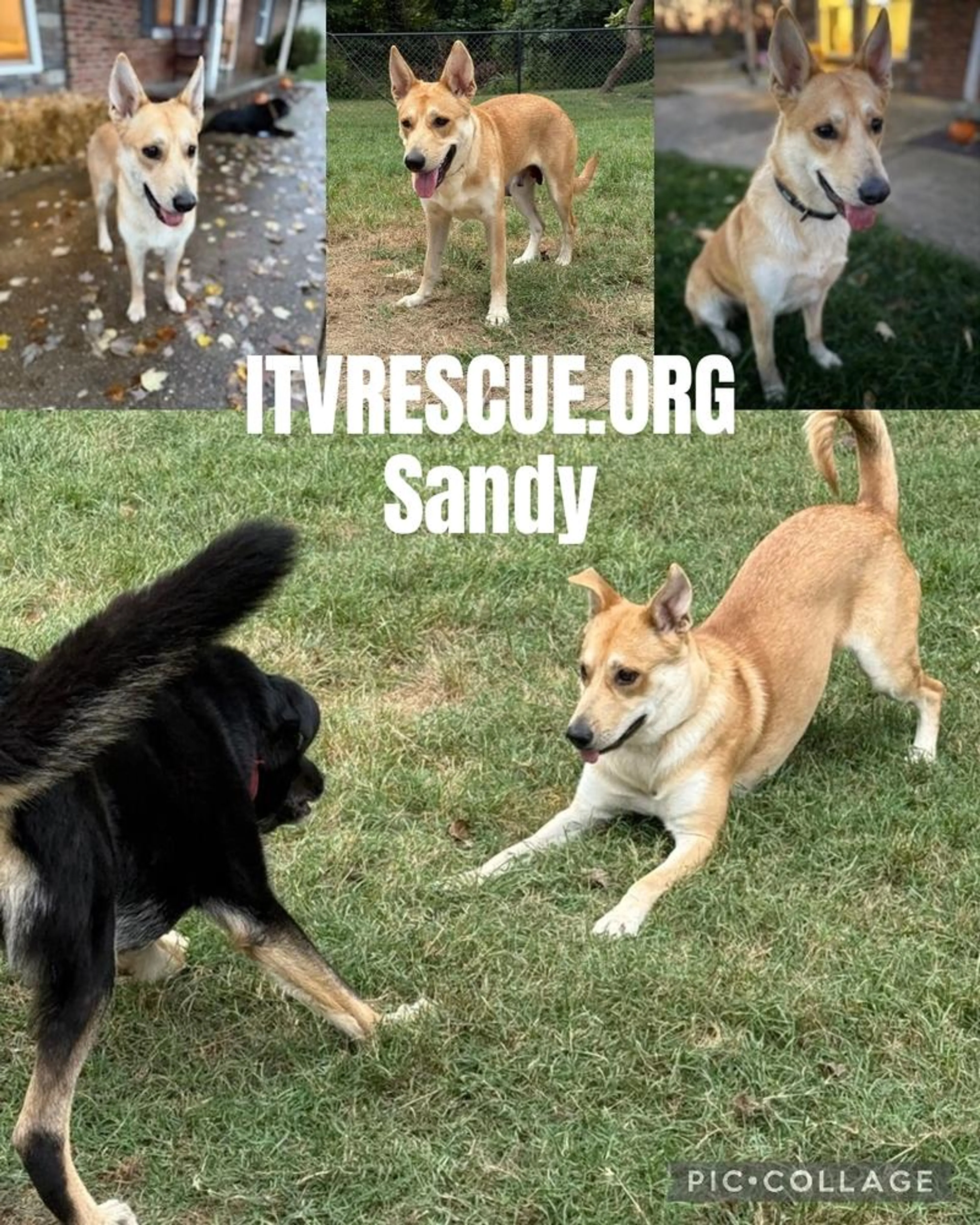 cdn image