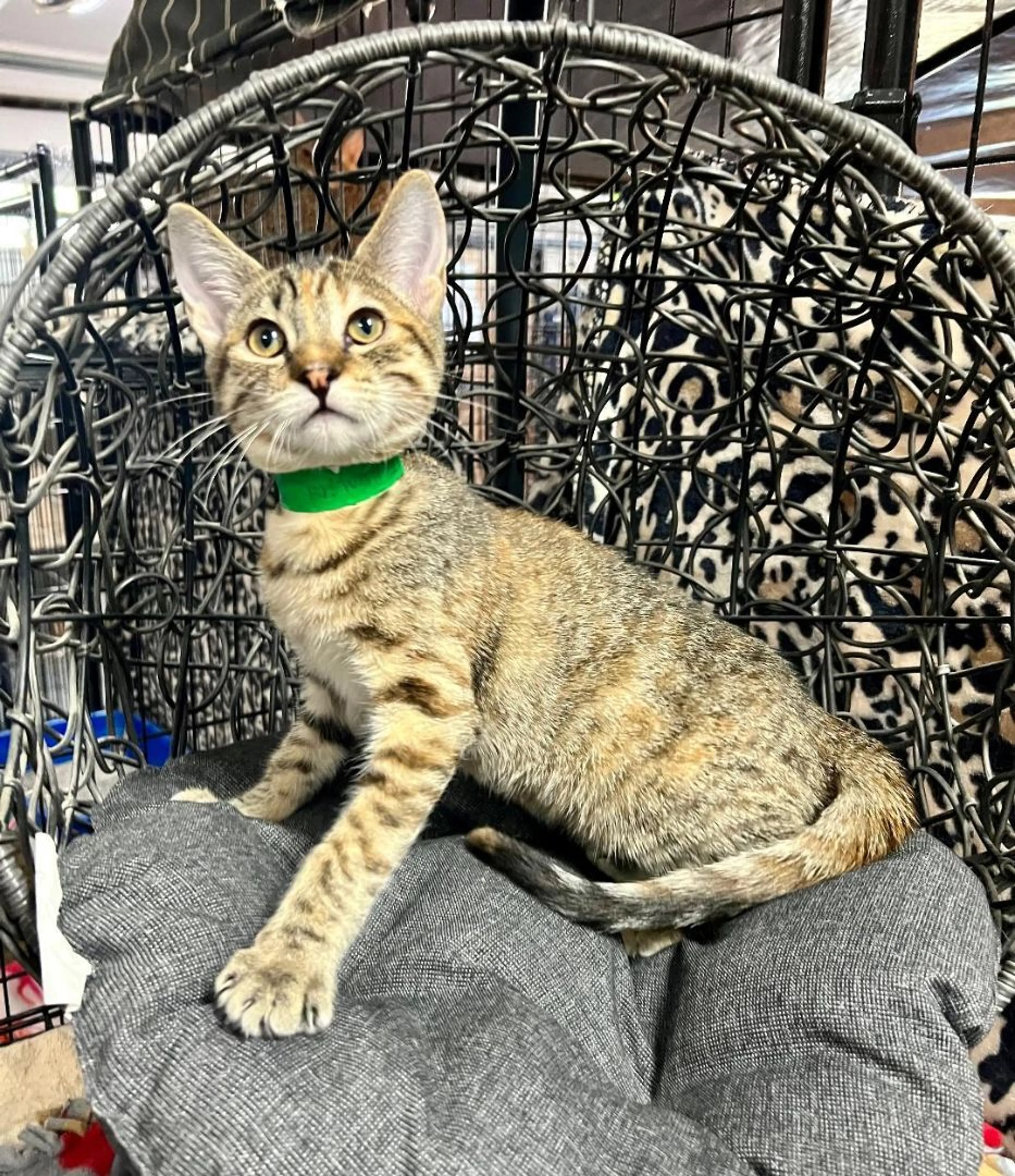 Found pet-3