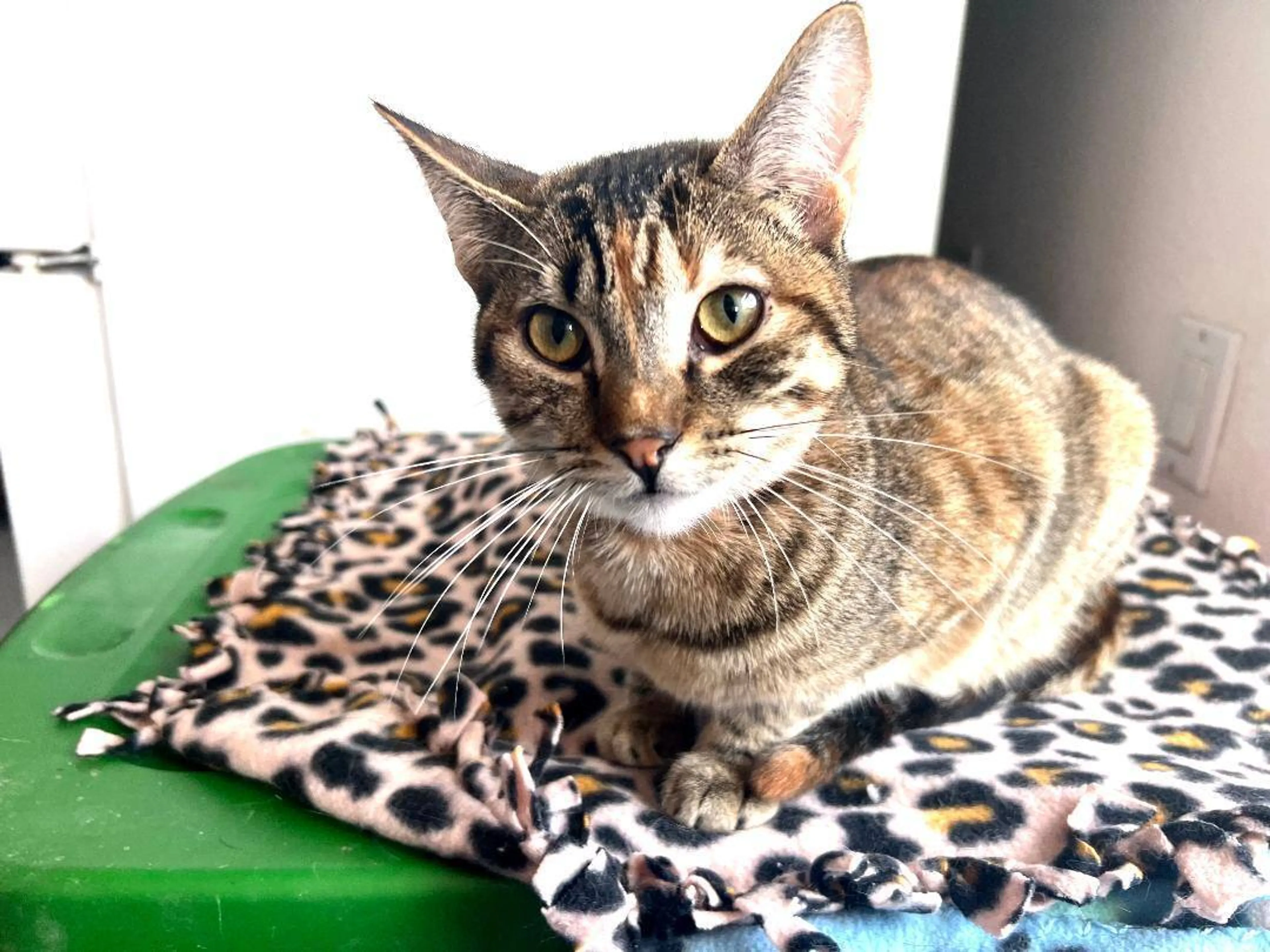 Found pet-2