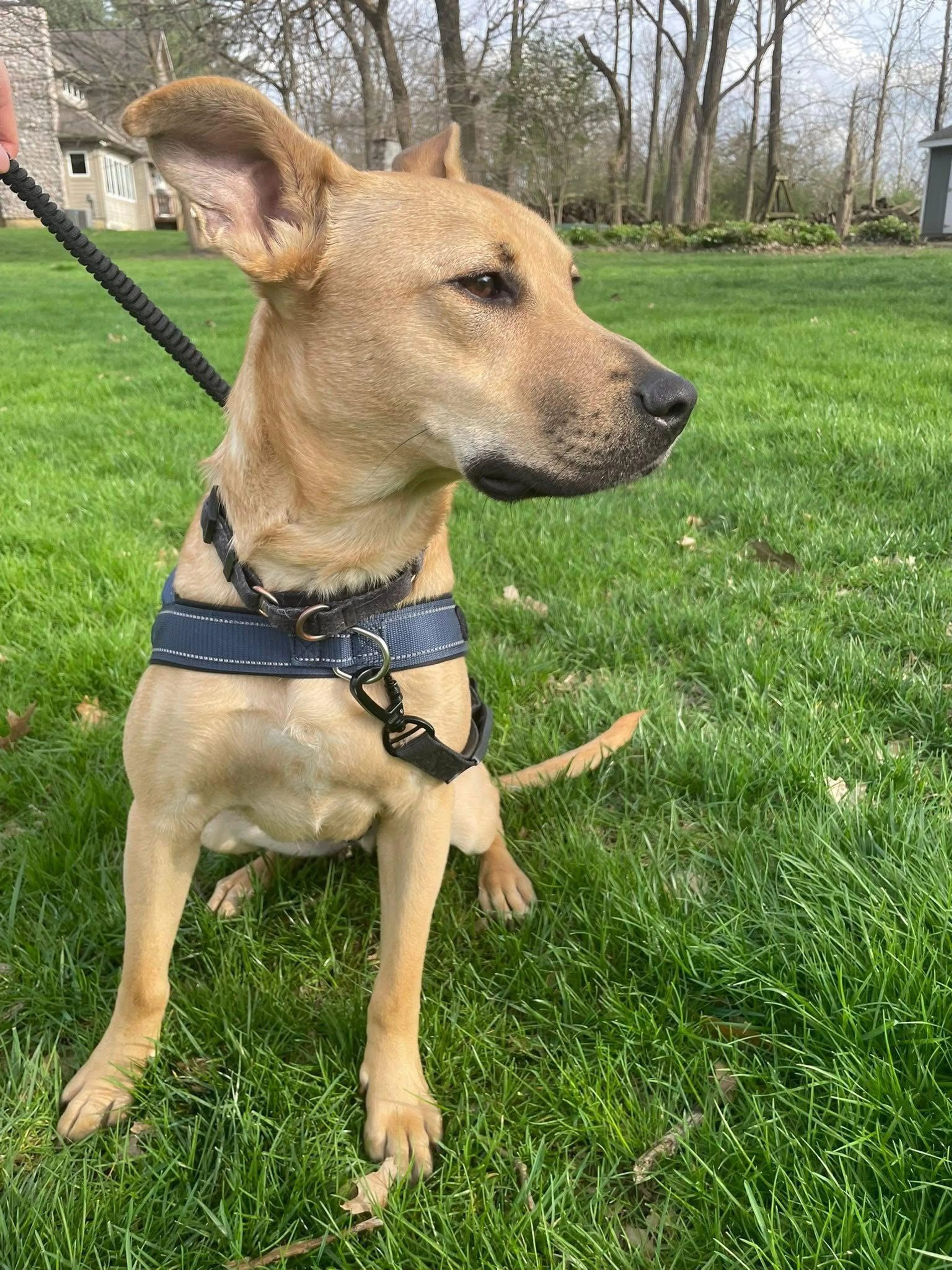 Found pet-1