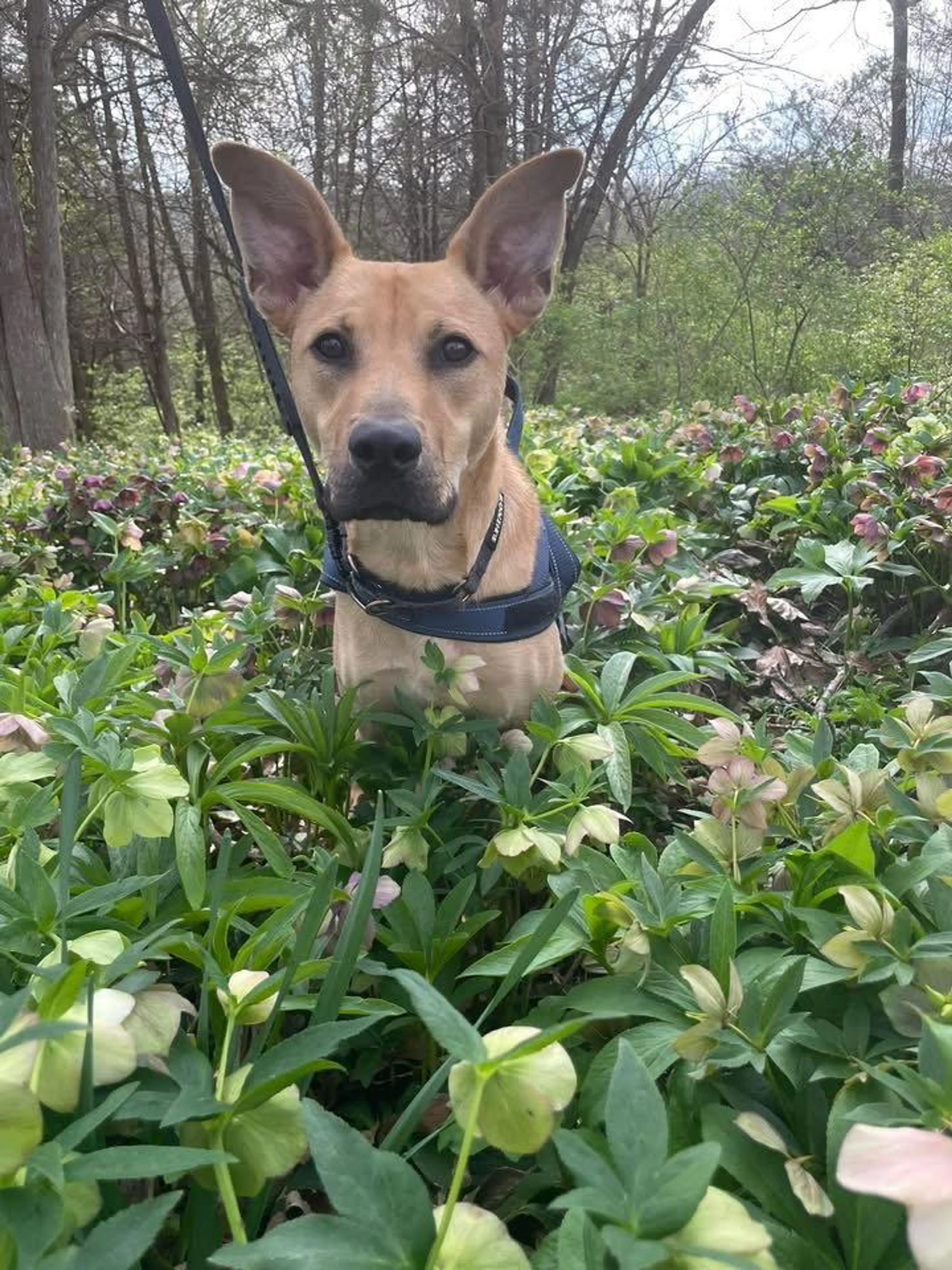 Found pet-2