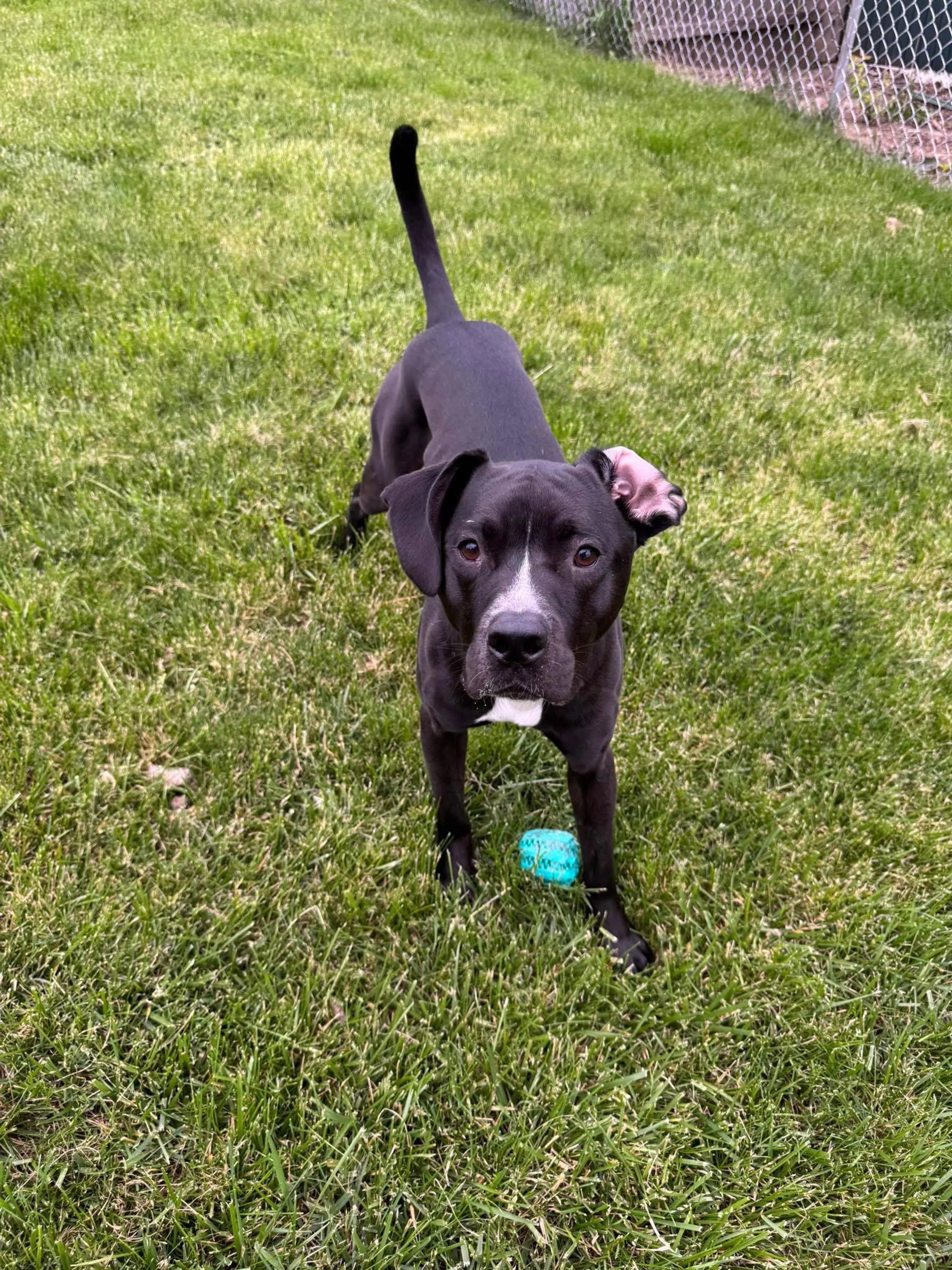 Found pet-2