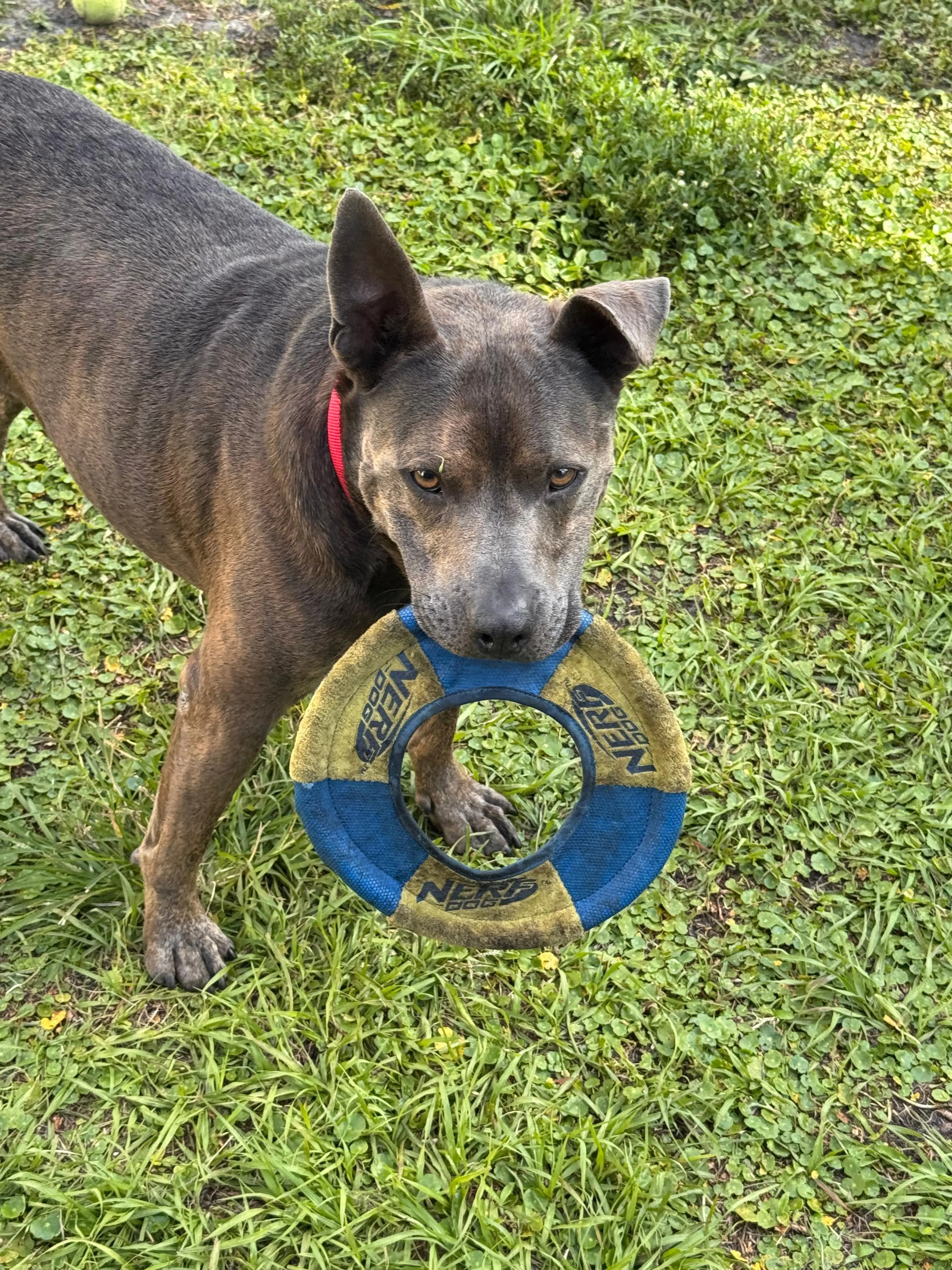 Found pet-2