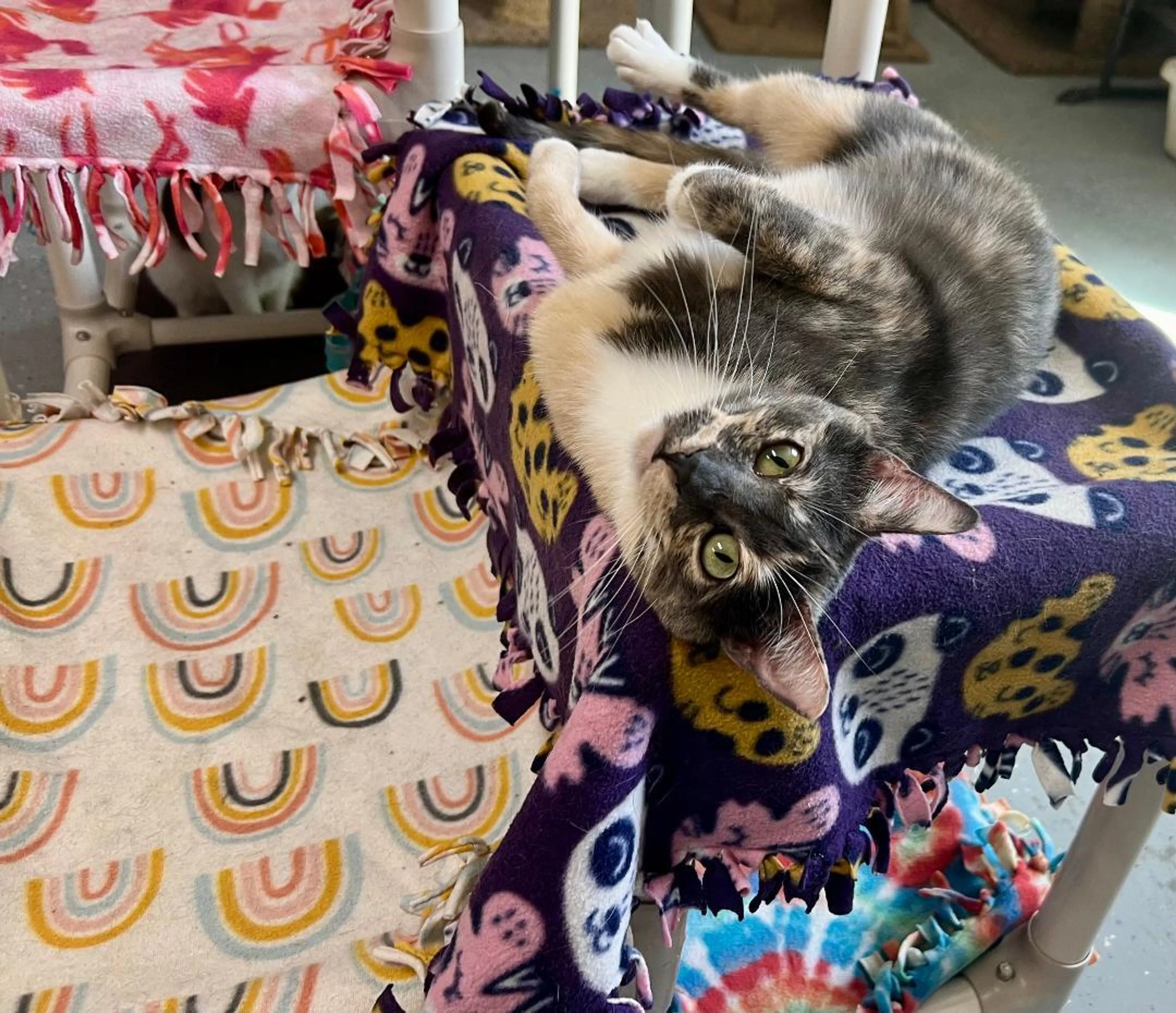 Found pet-3