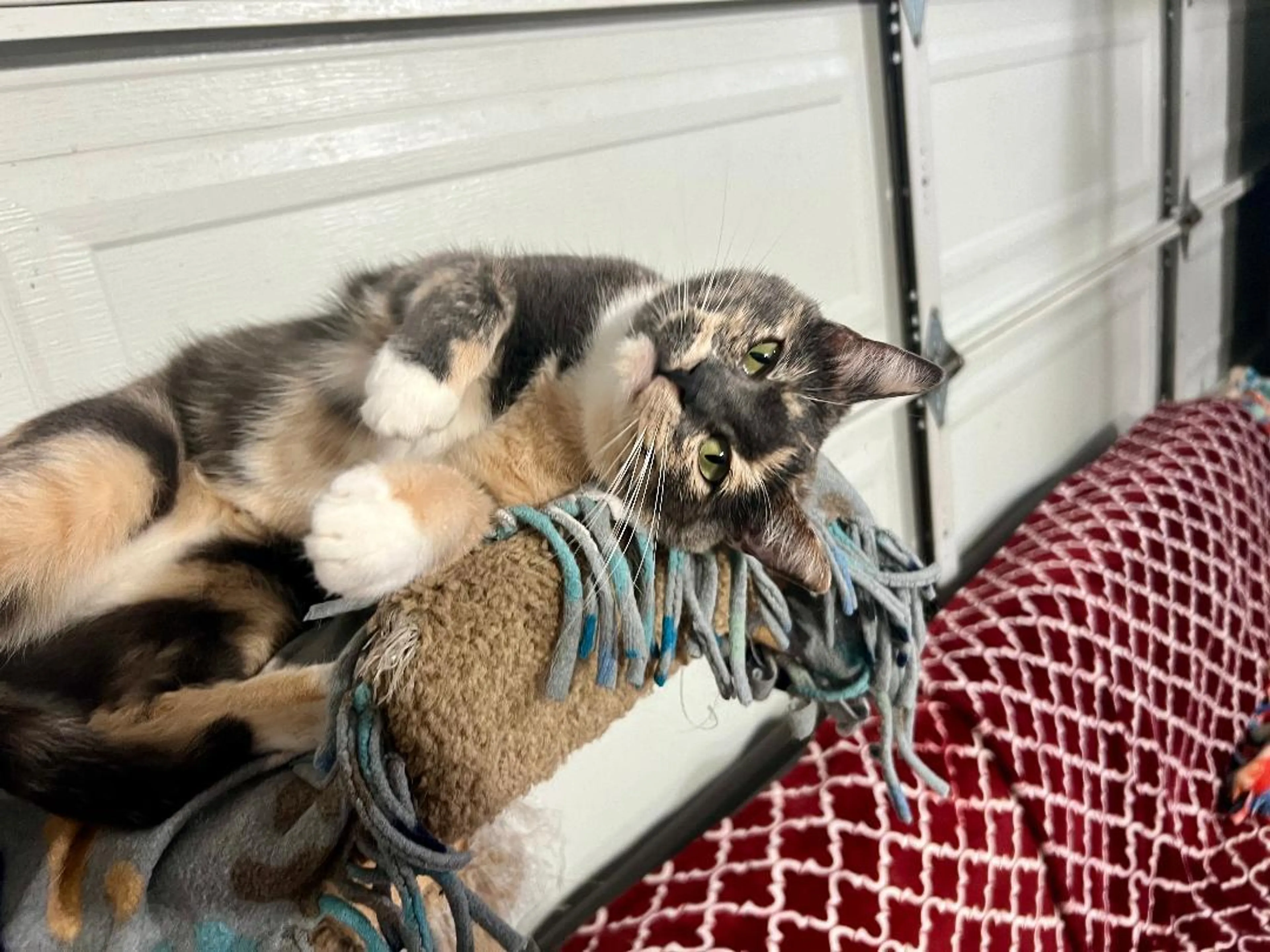 Found pet-4
