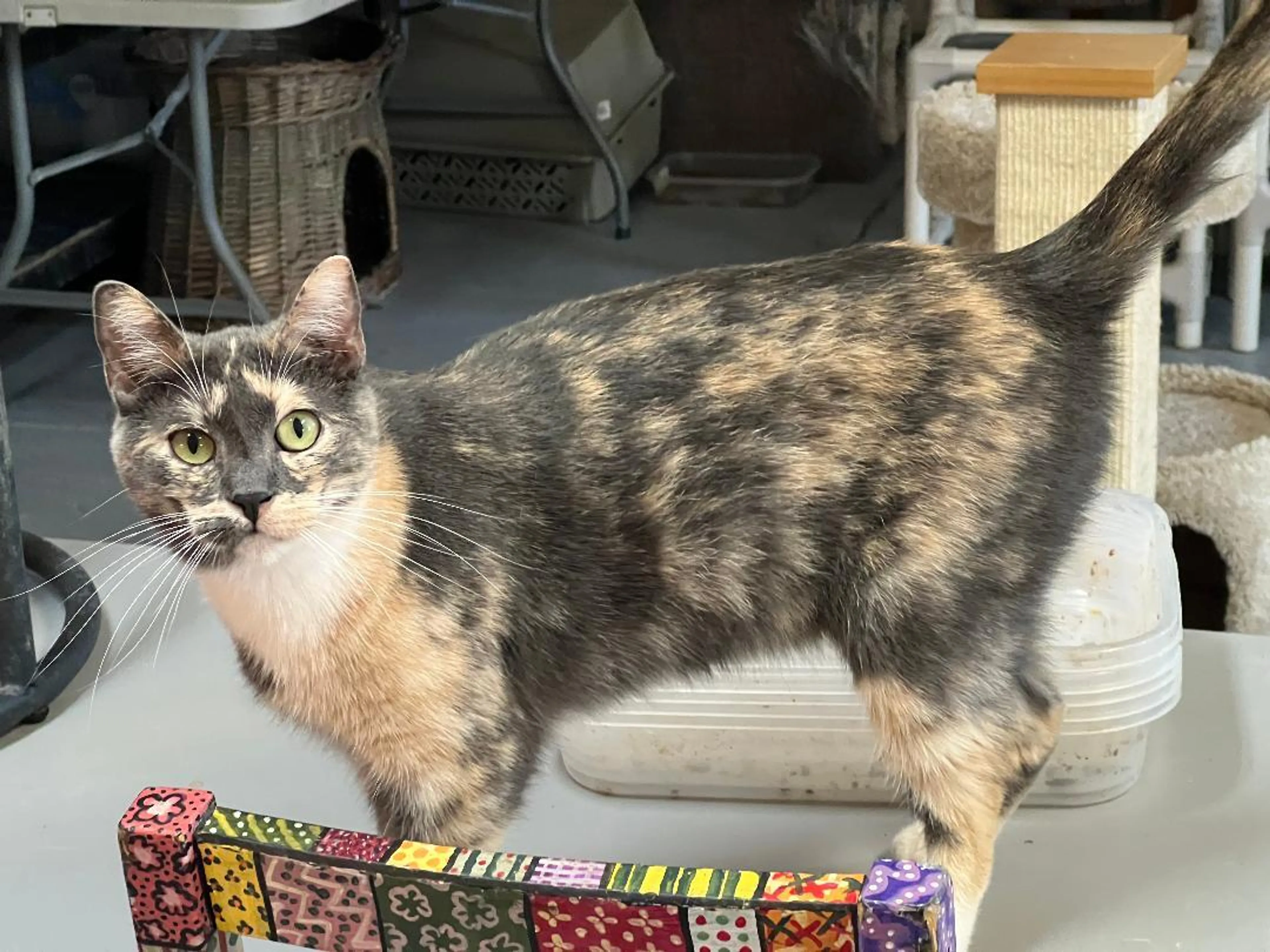 Found pet-2