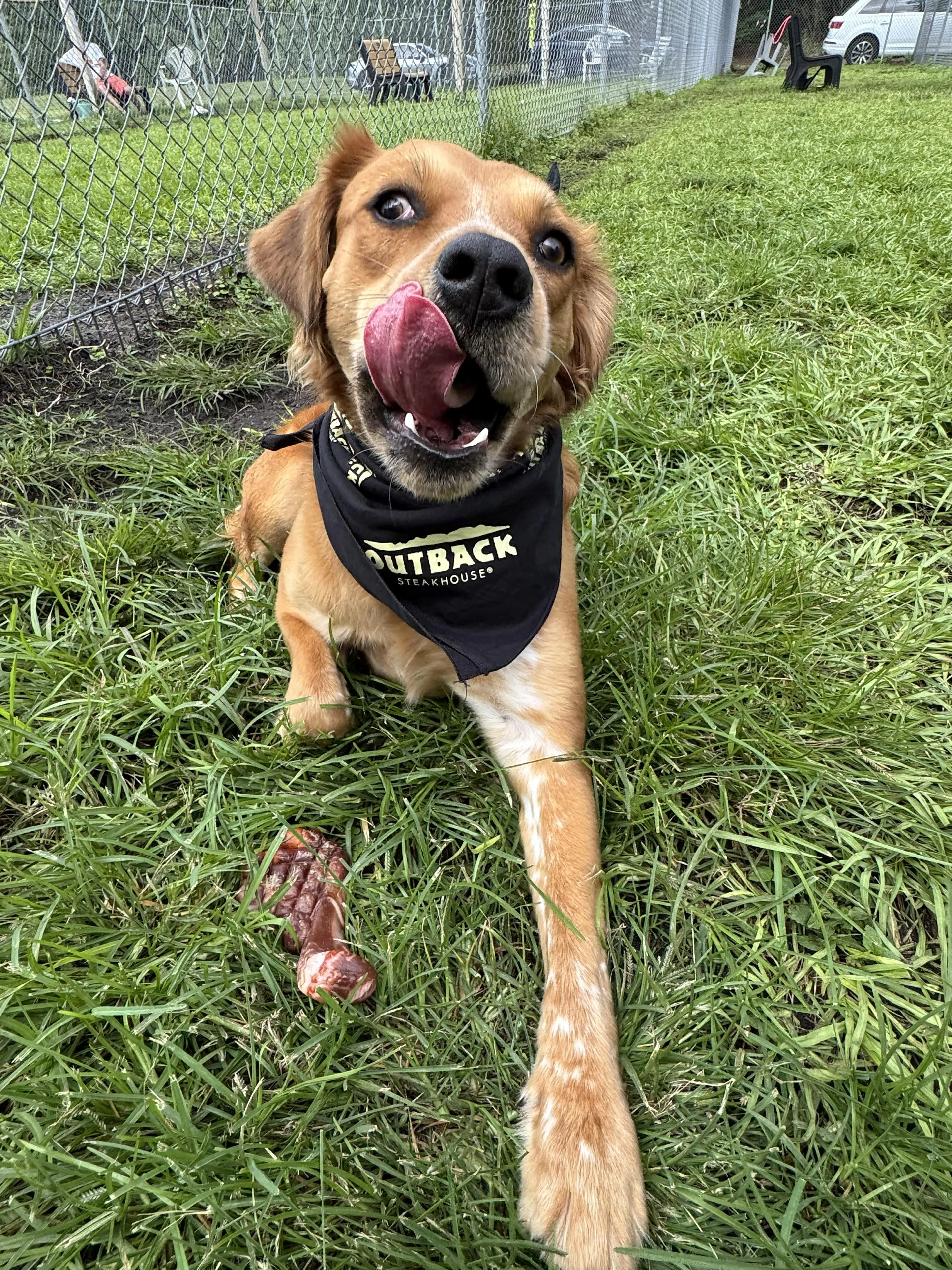Found pet-1