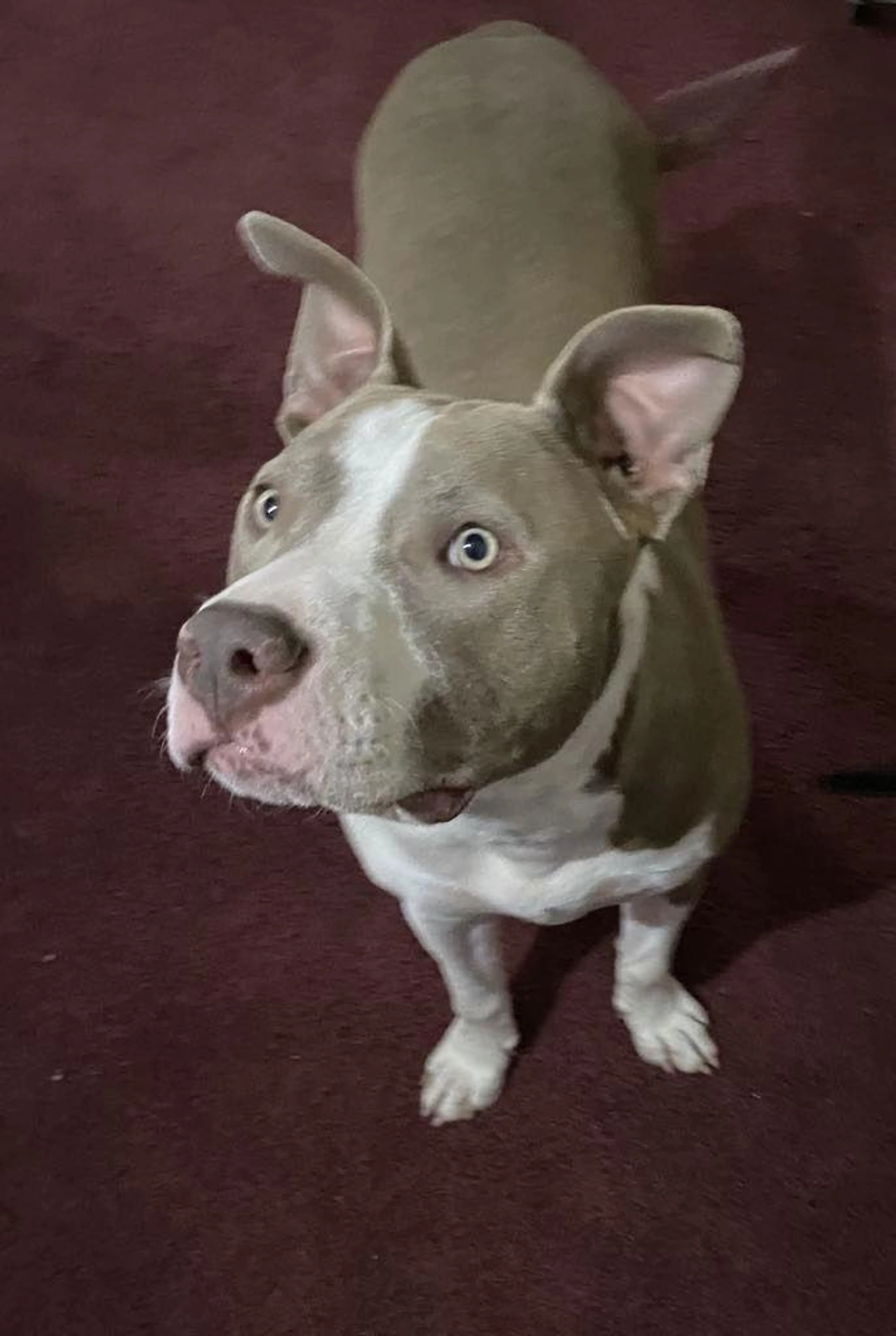 Found pet-2