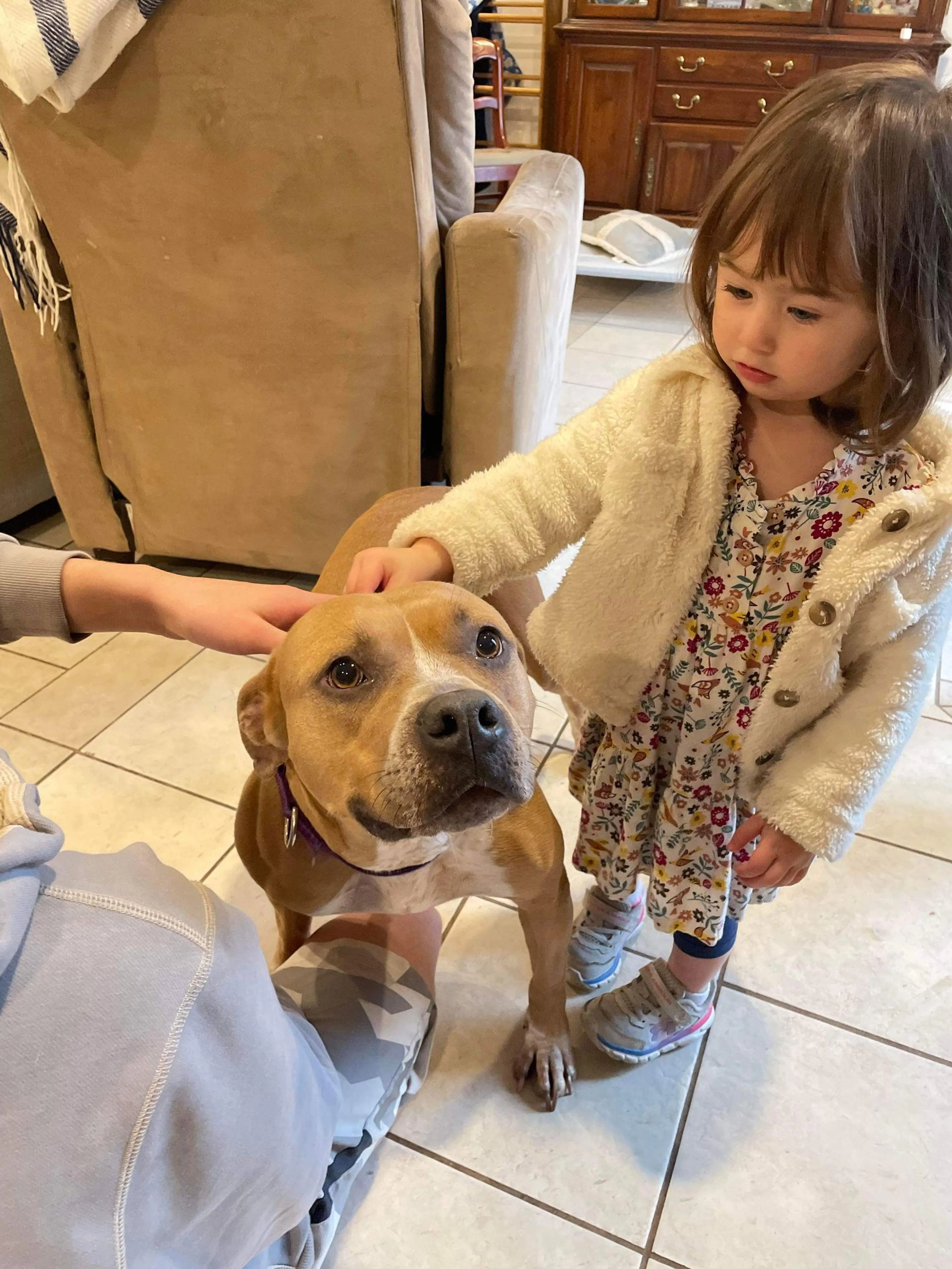 Found pet-1
