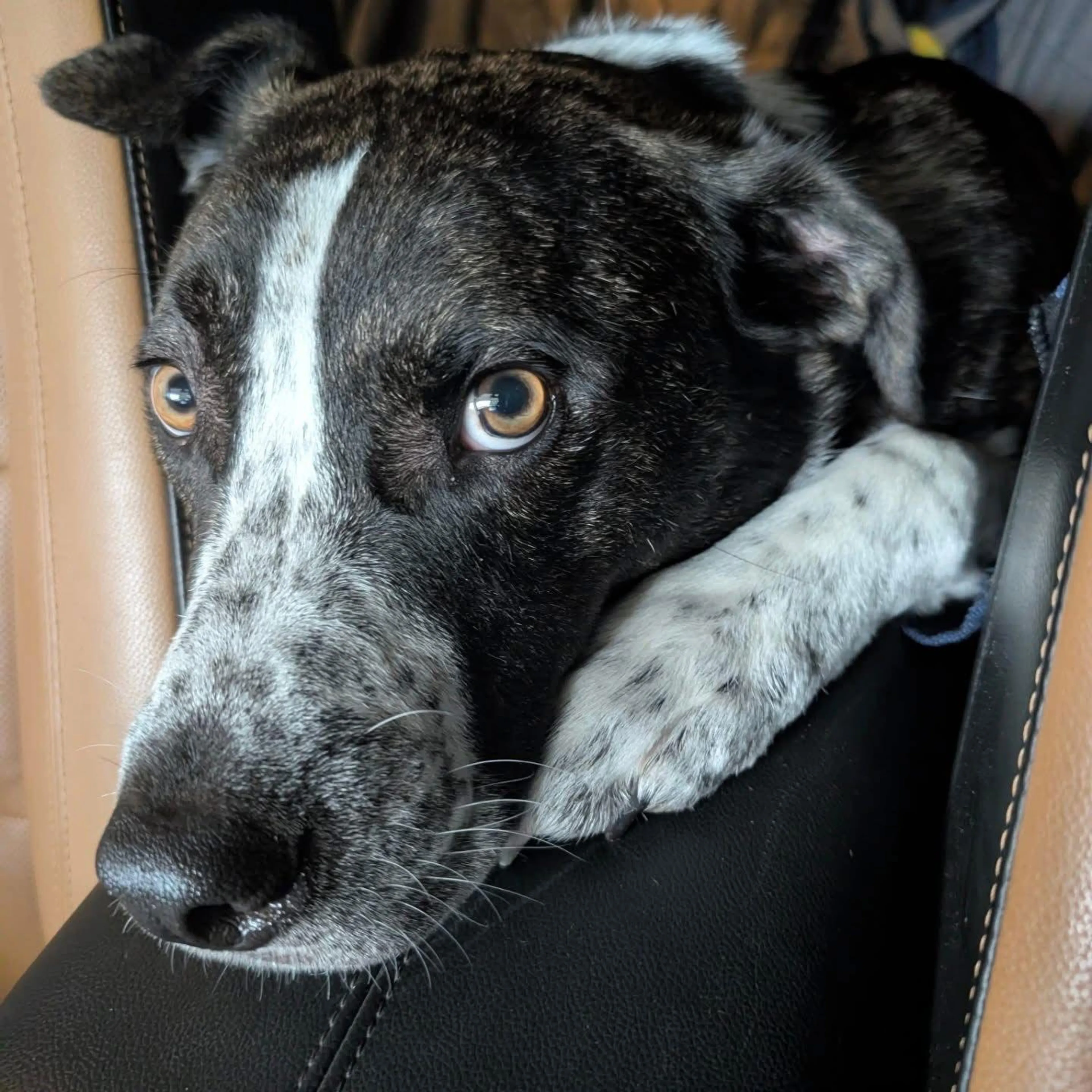 Found pet-2