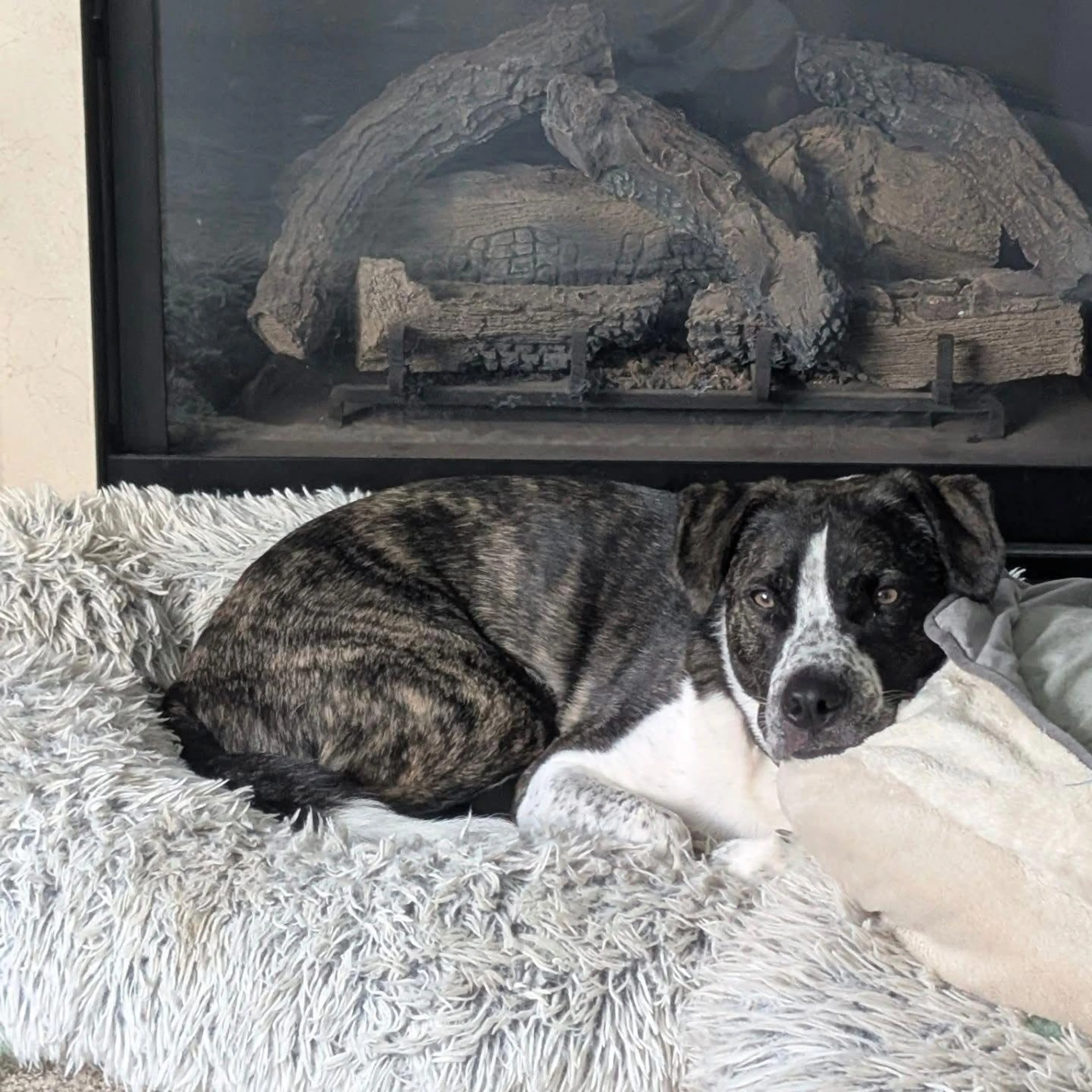 Found pet-1