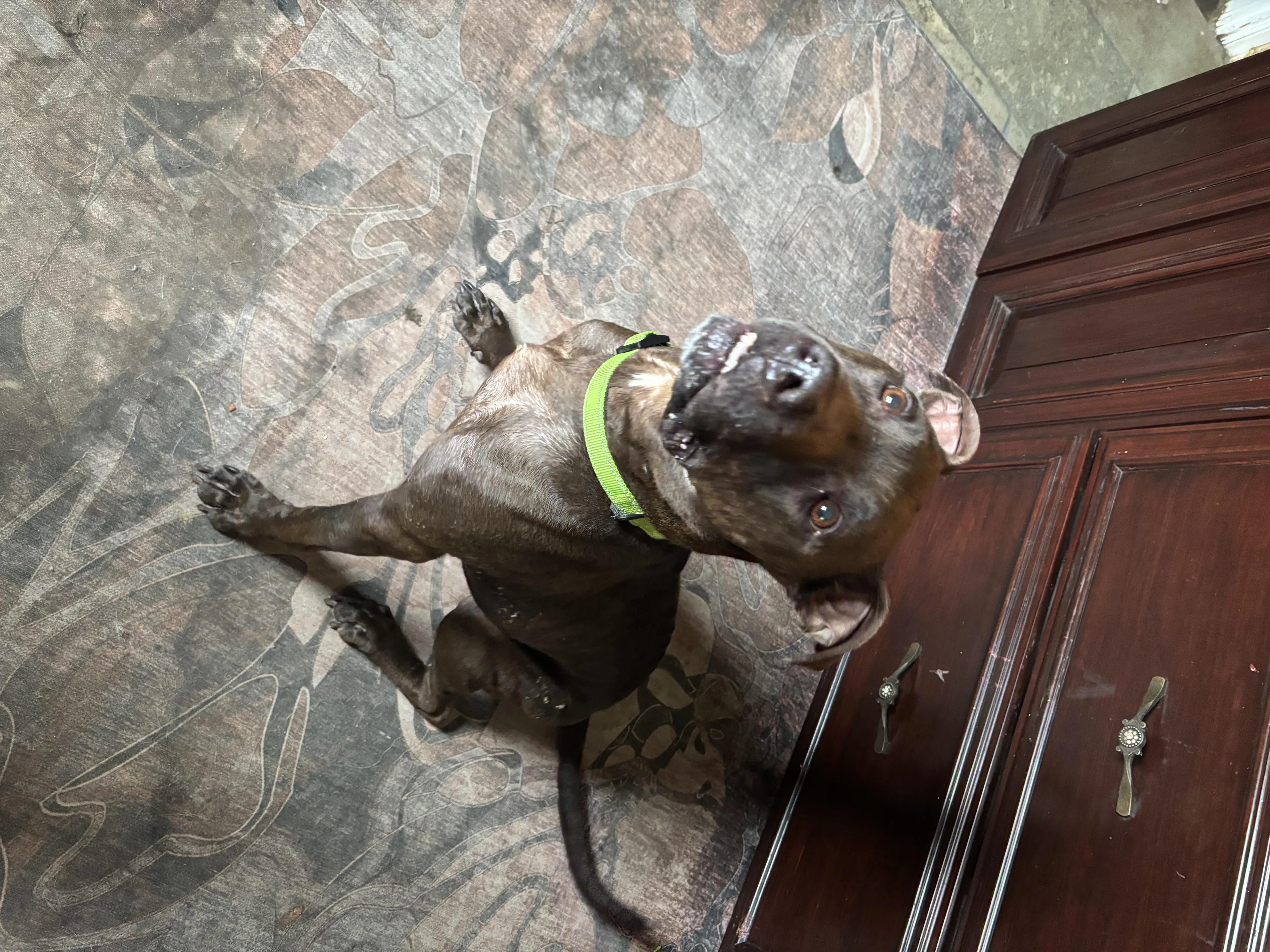 Found pet-0
