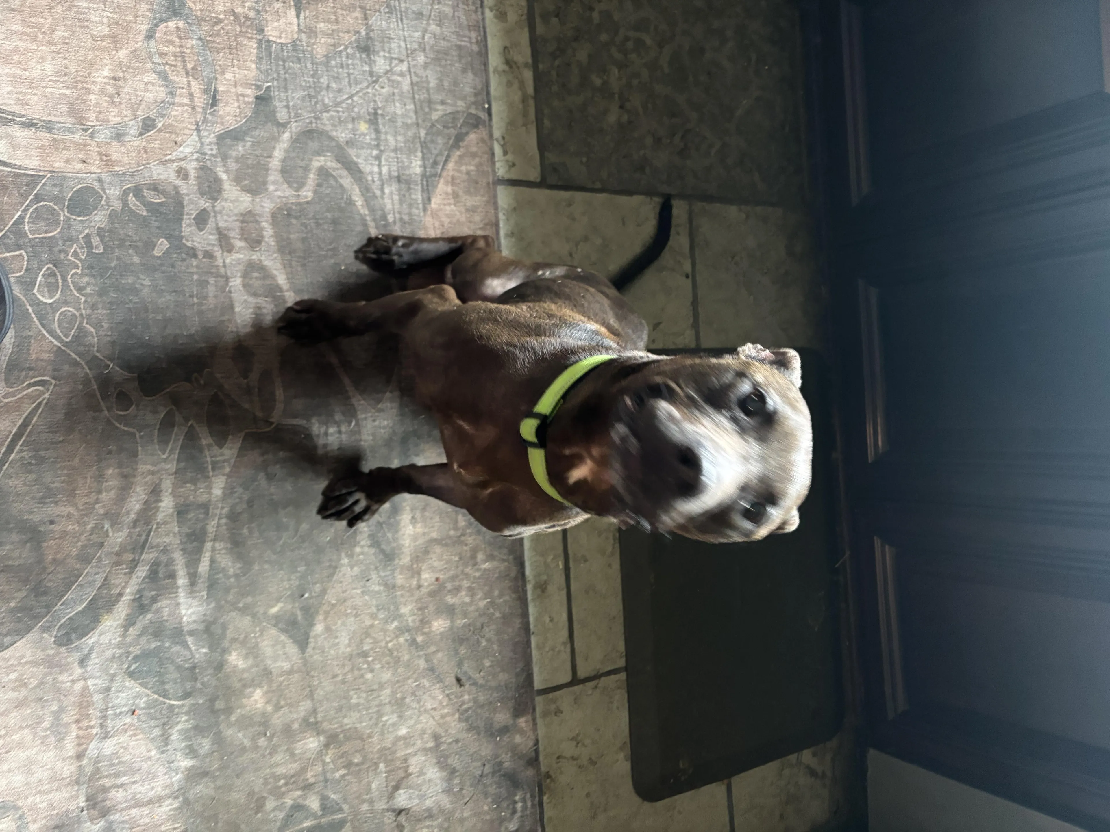 Found pet-1