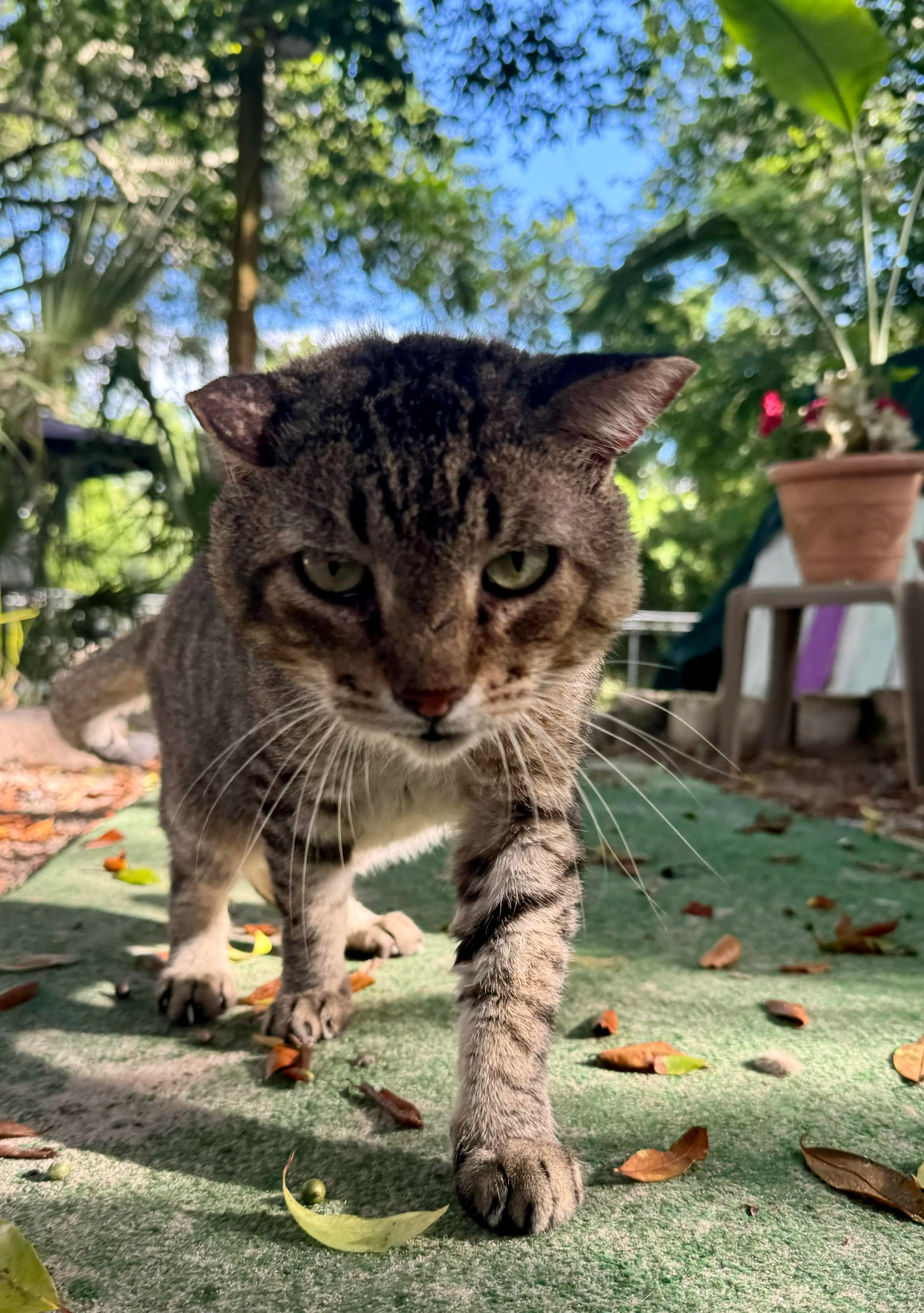Found pet