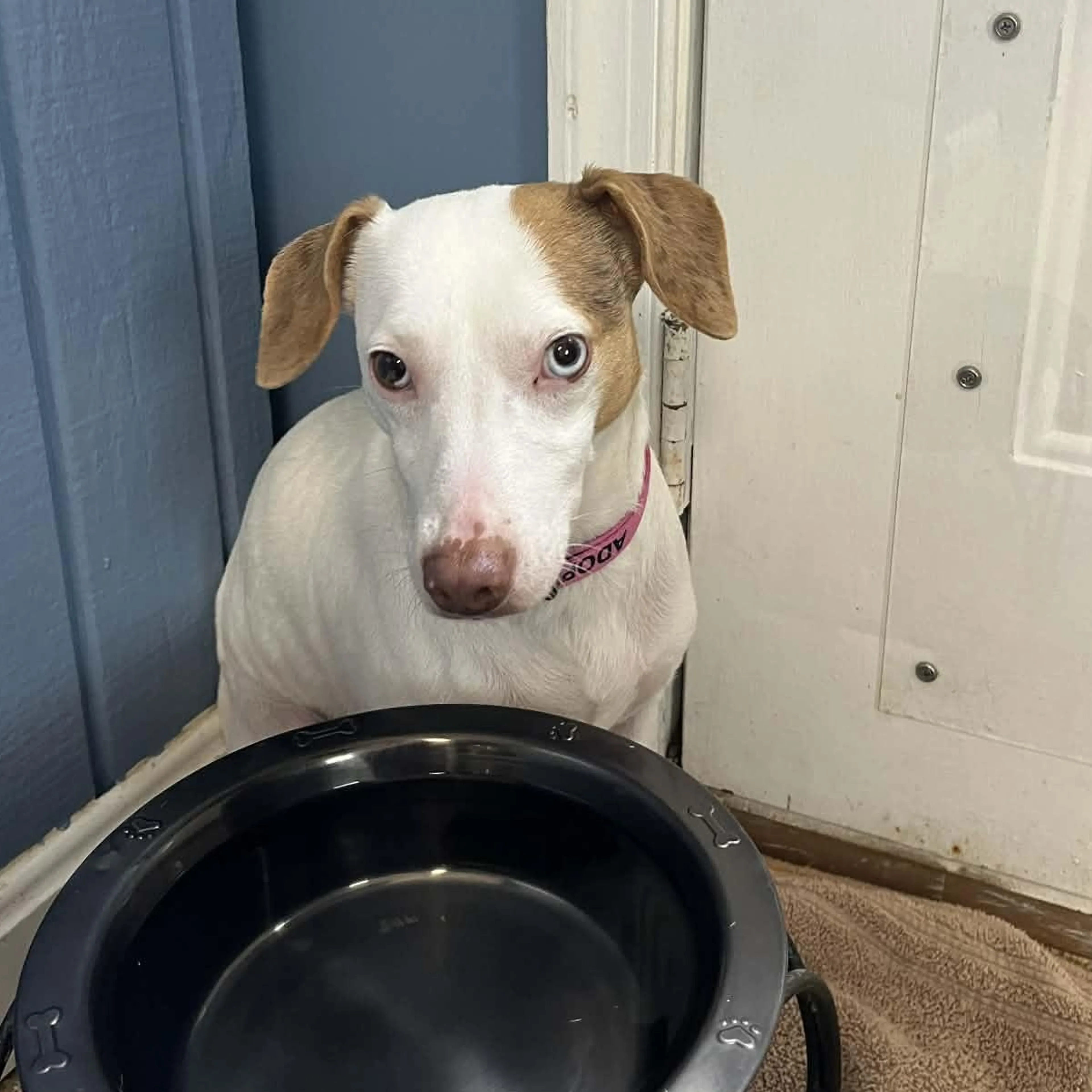 Found pet