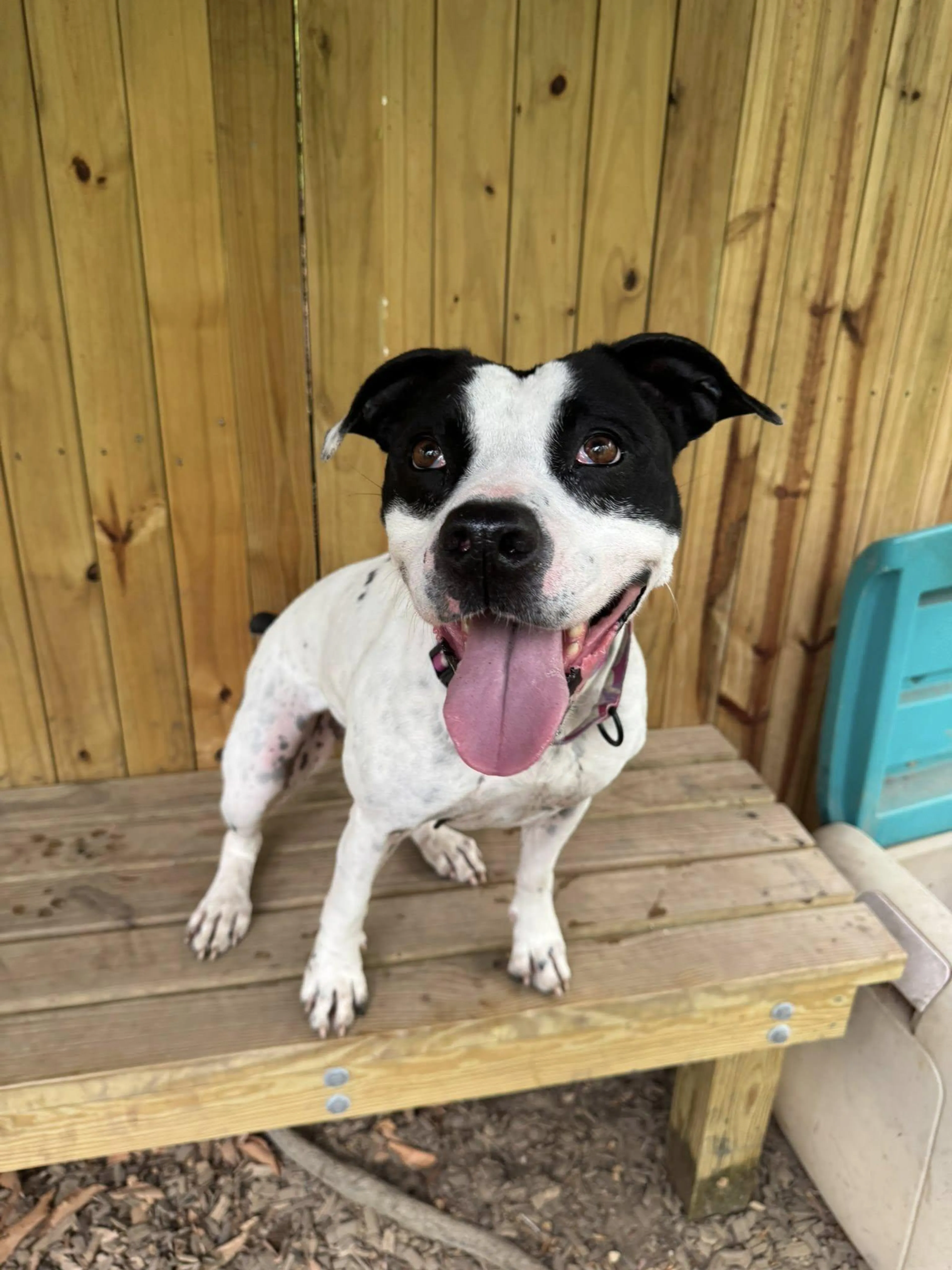 Found pet-3