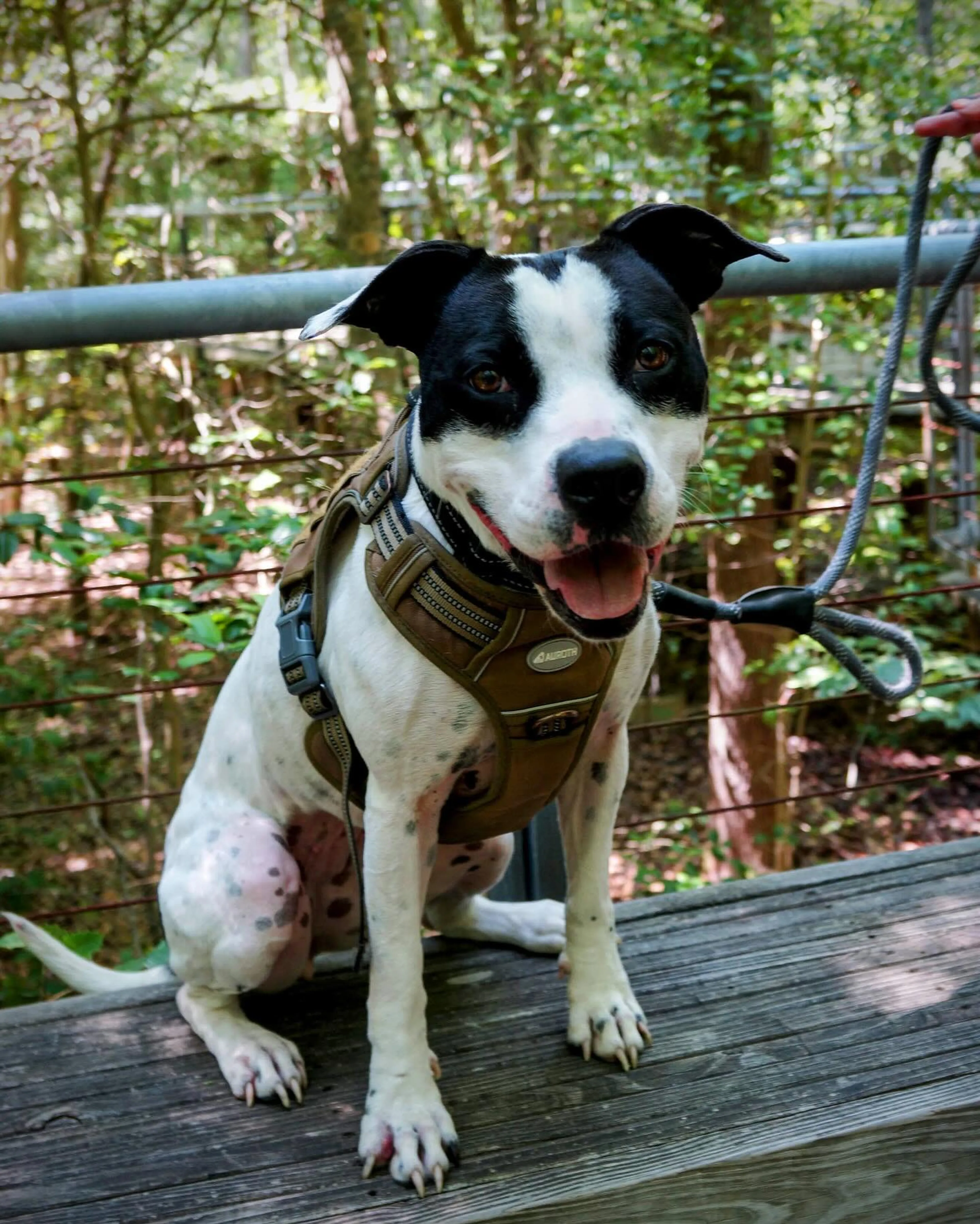Found pet-5
