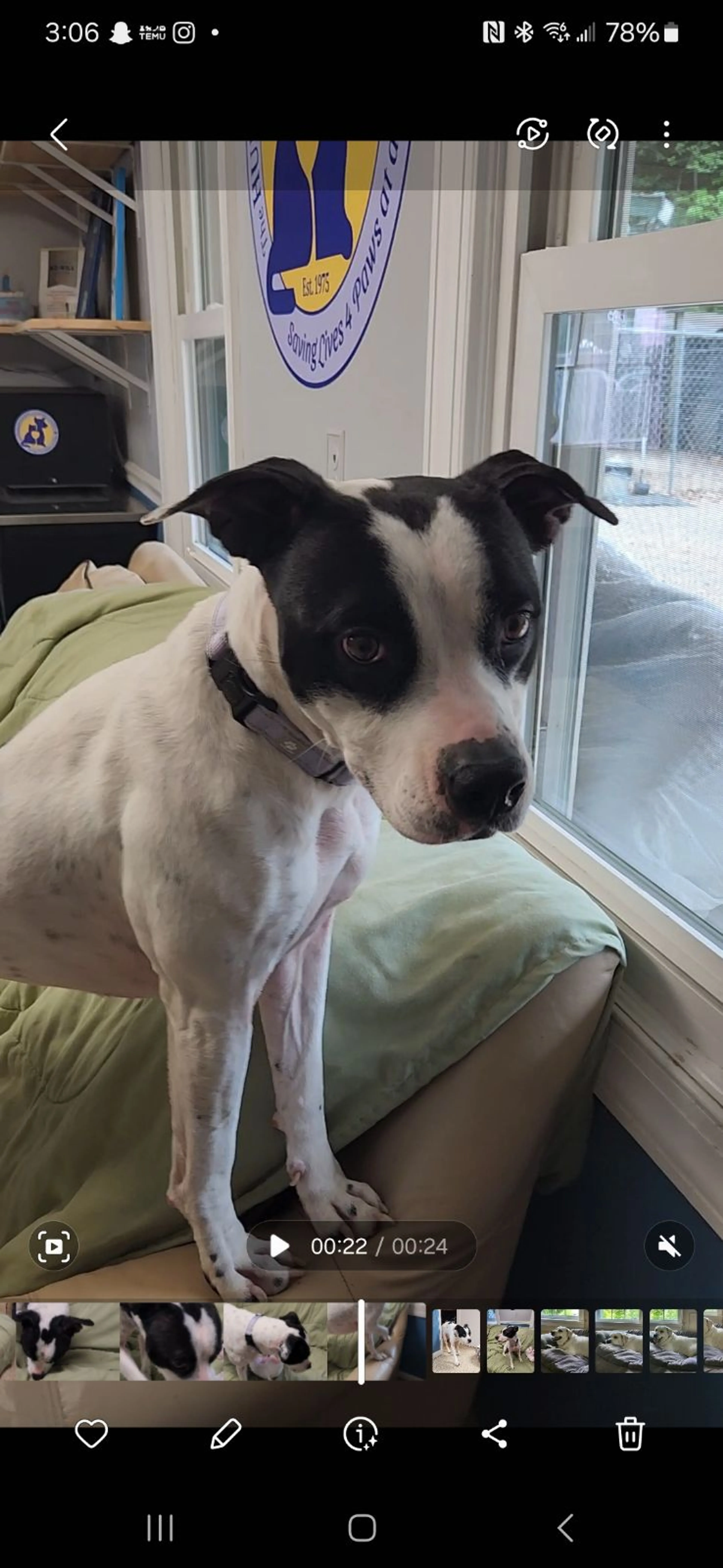 Found pet-1