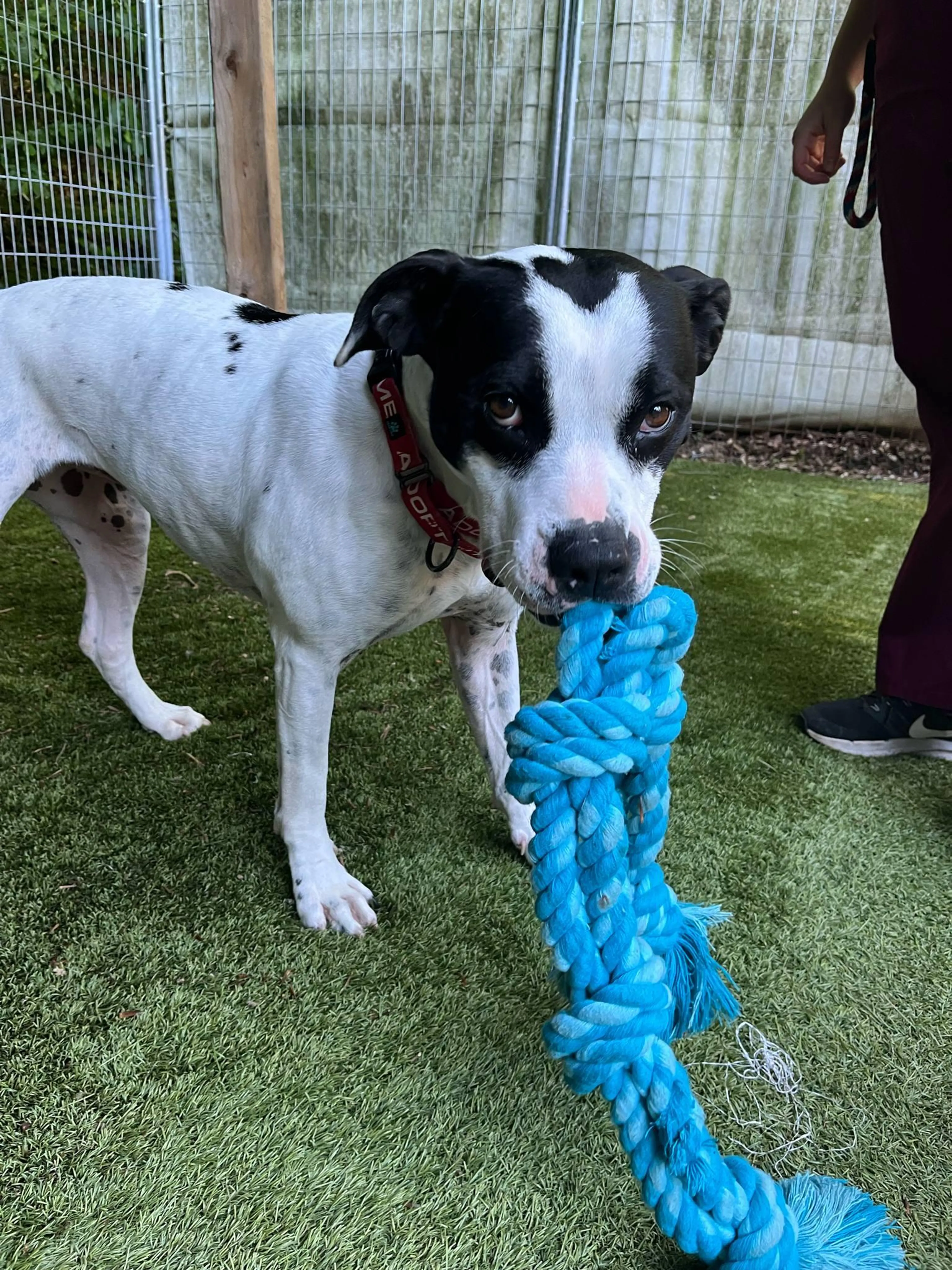 Found pet-4