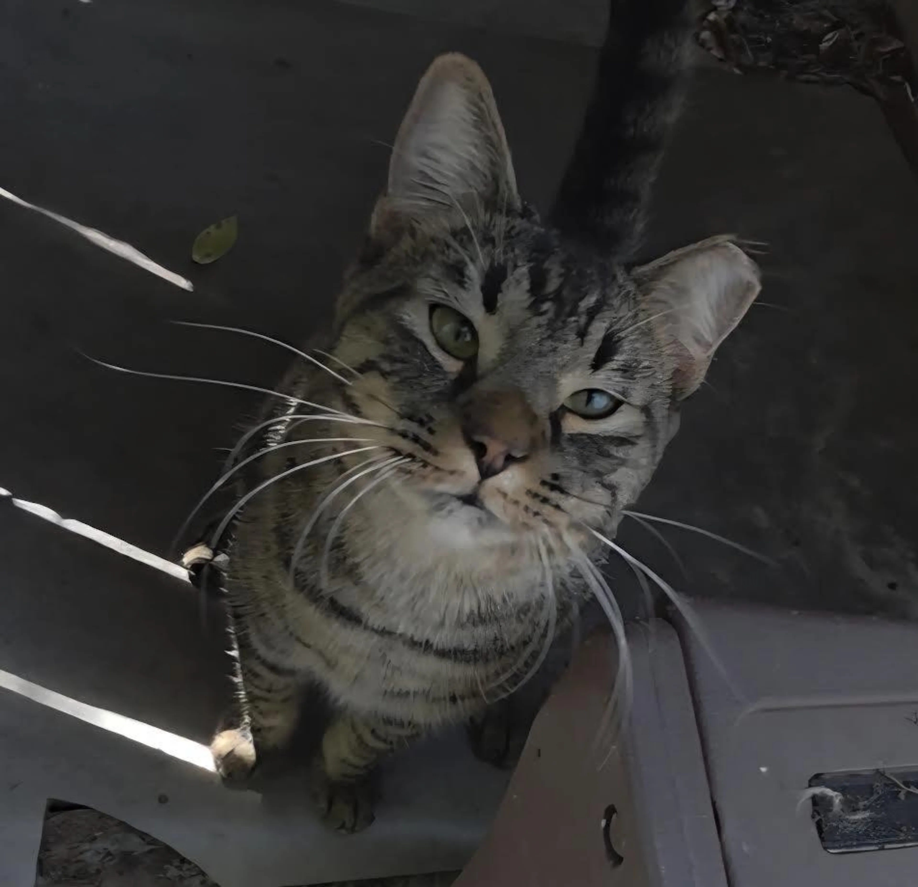 Found pet