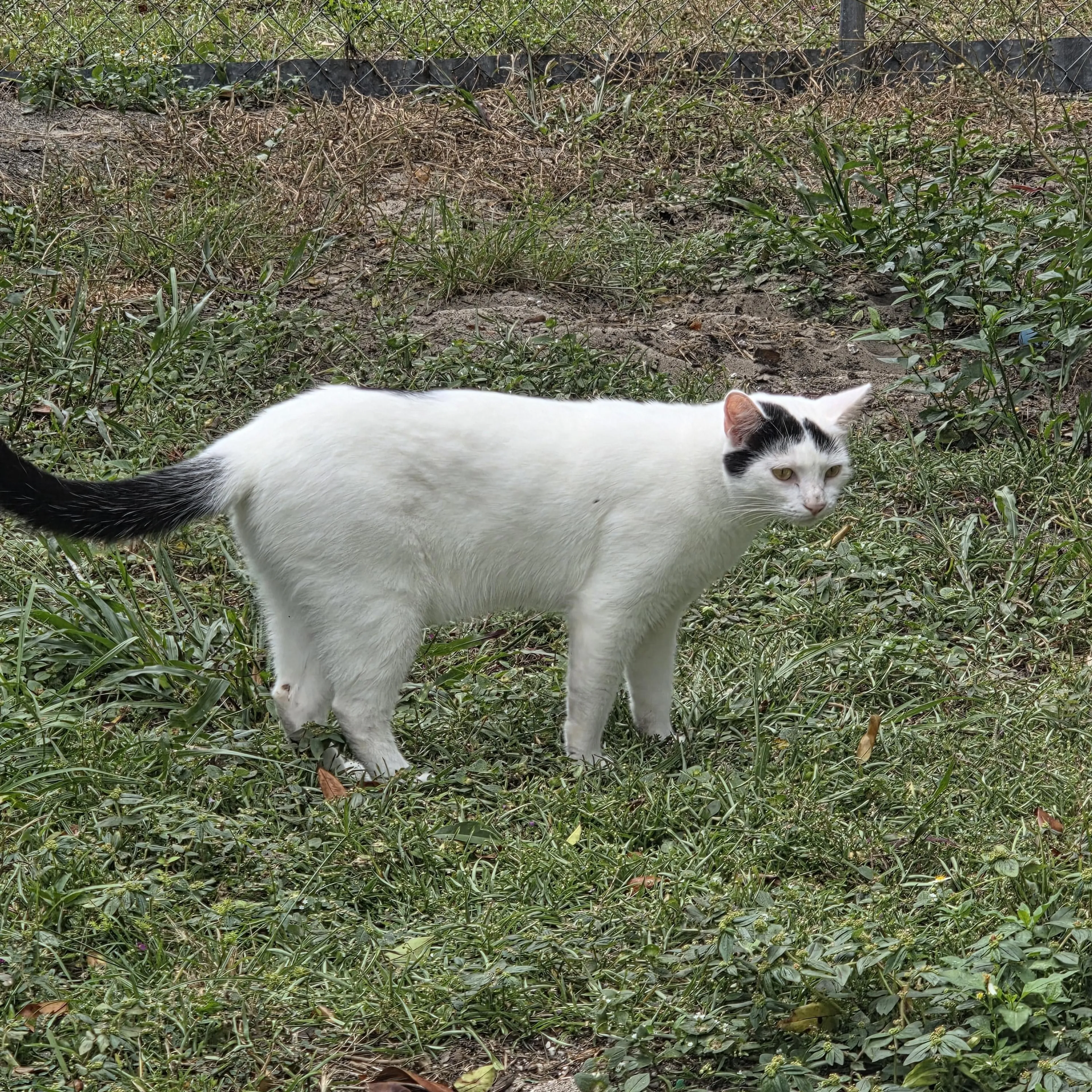 Found pet-1
