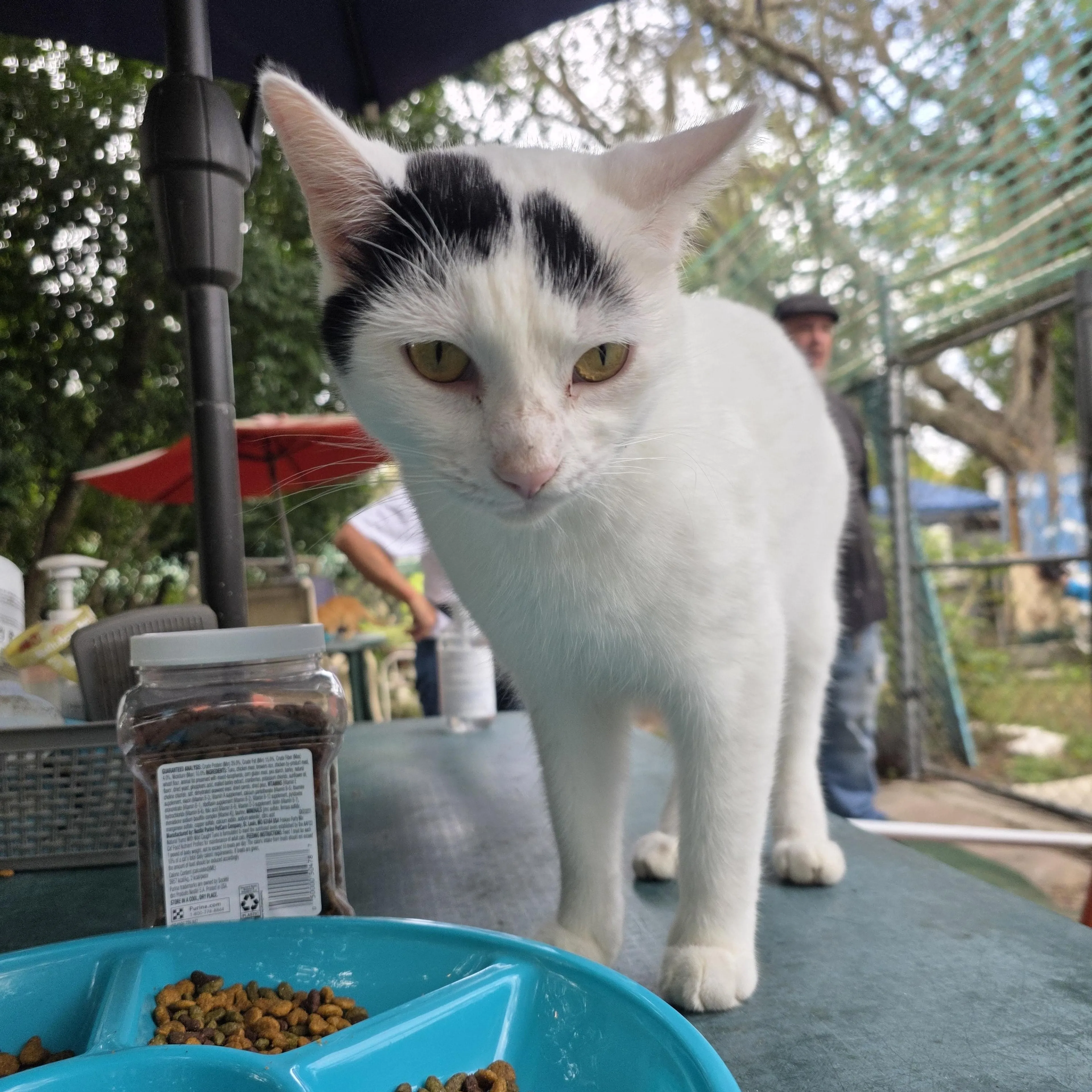 Found pet-0