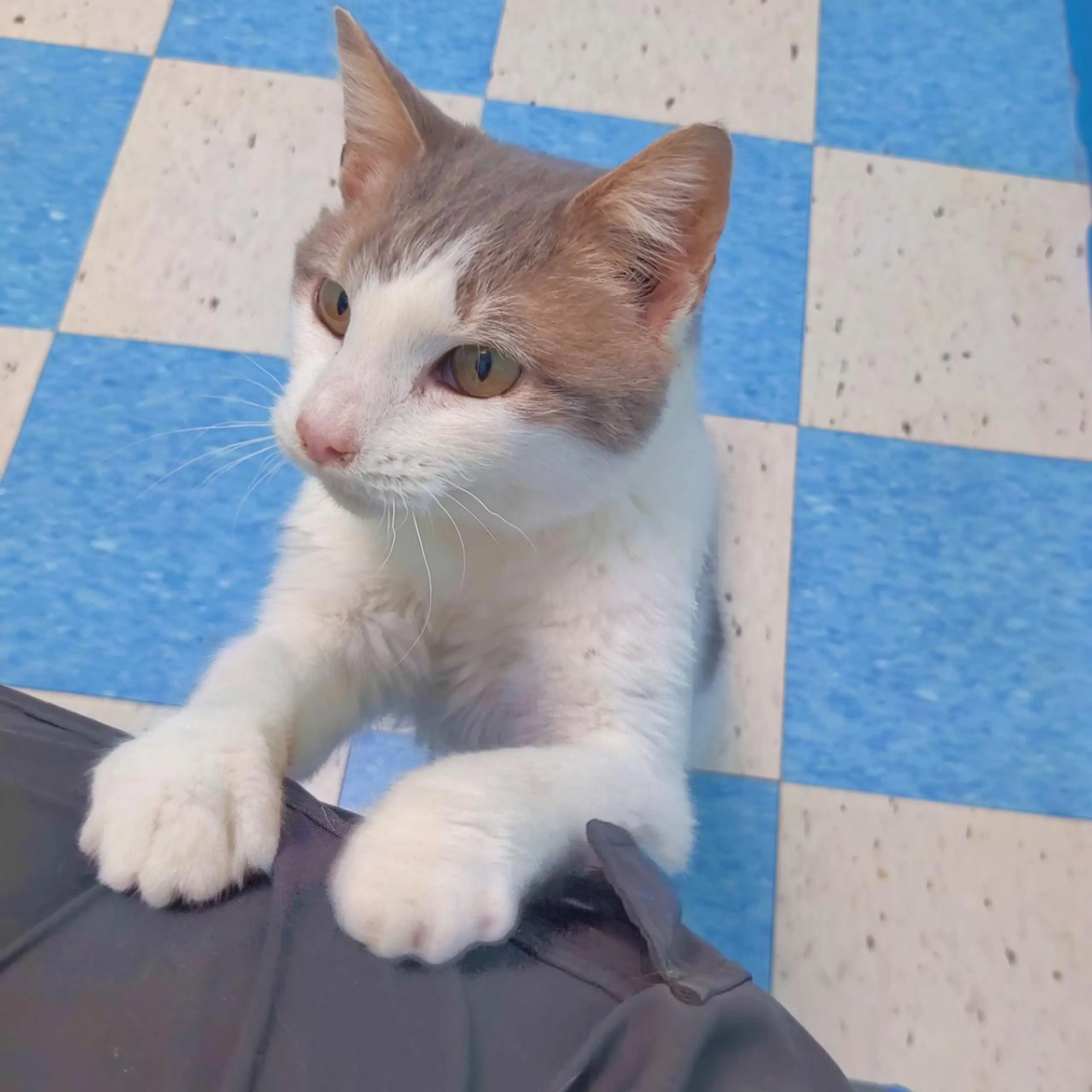 Found pet-0