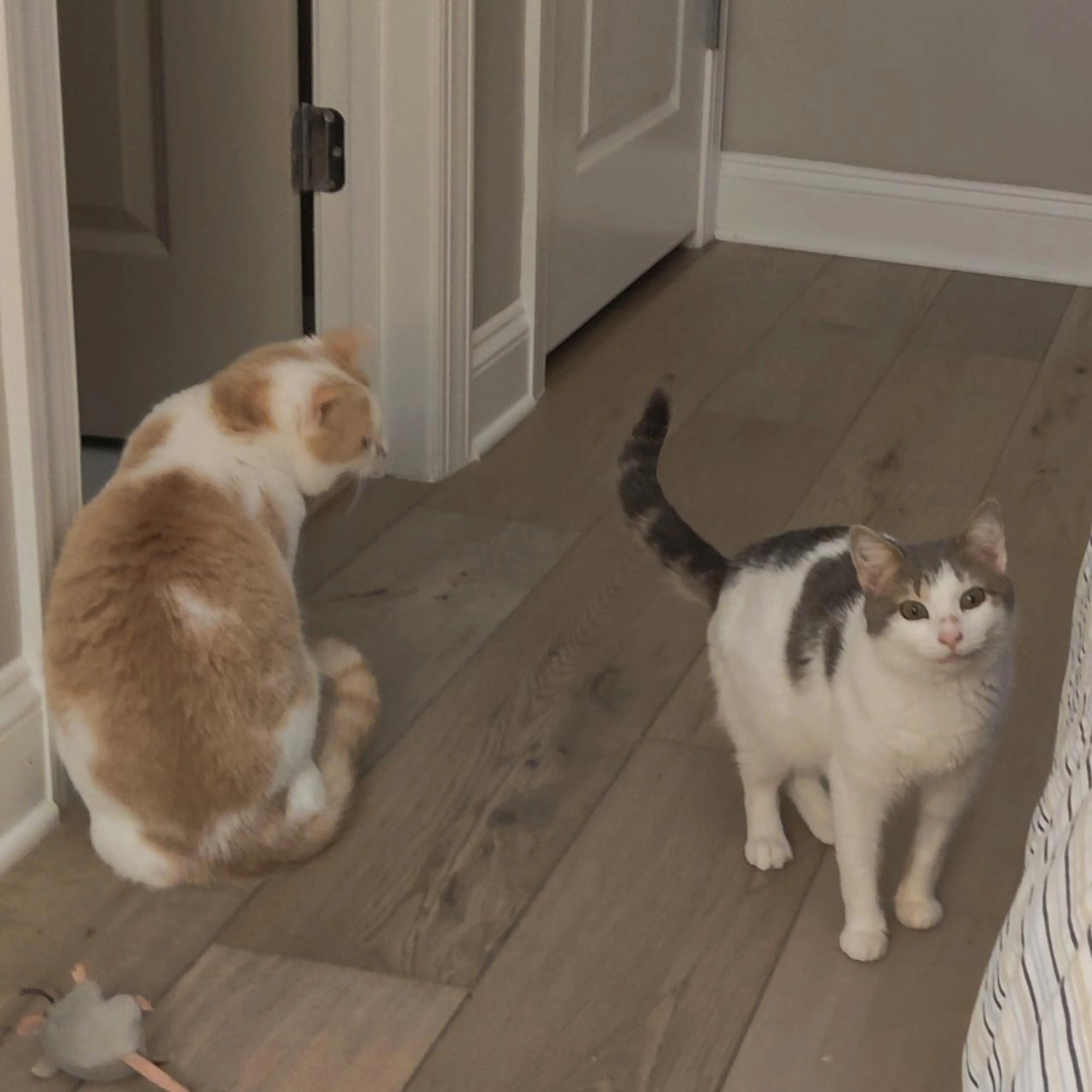 Found pet-3