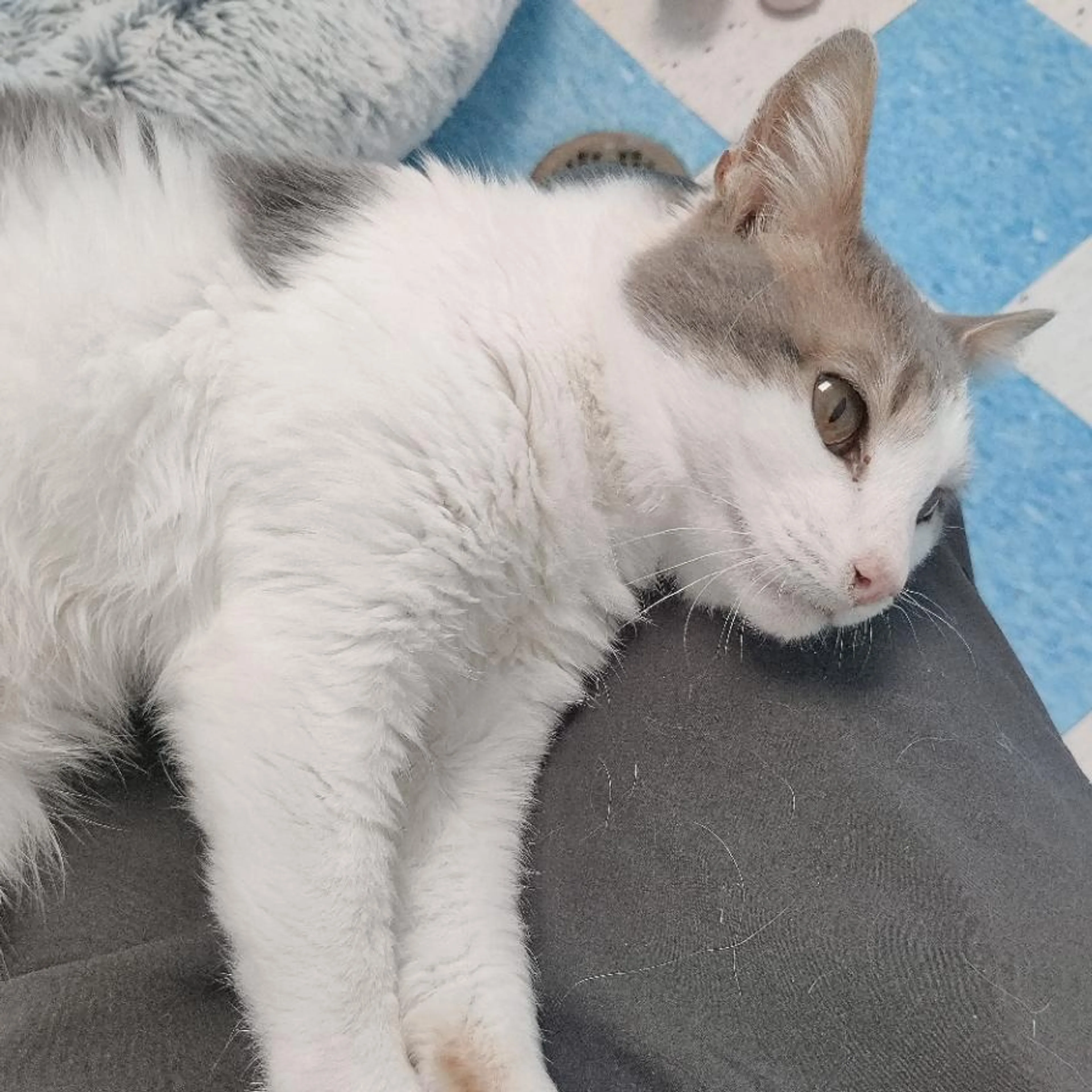 Found pet-1