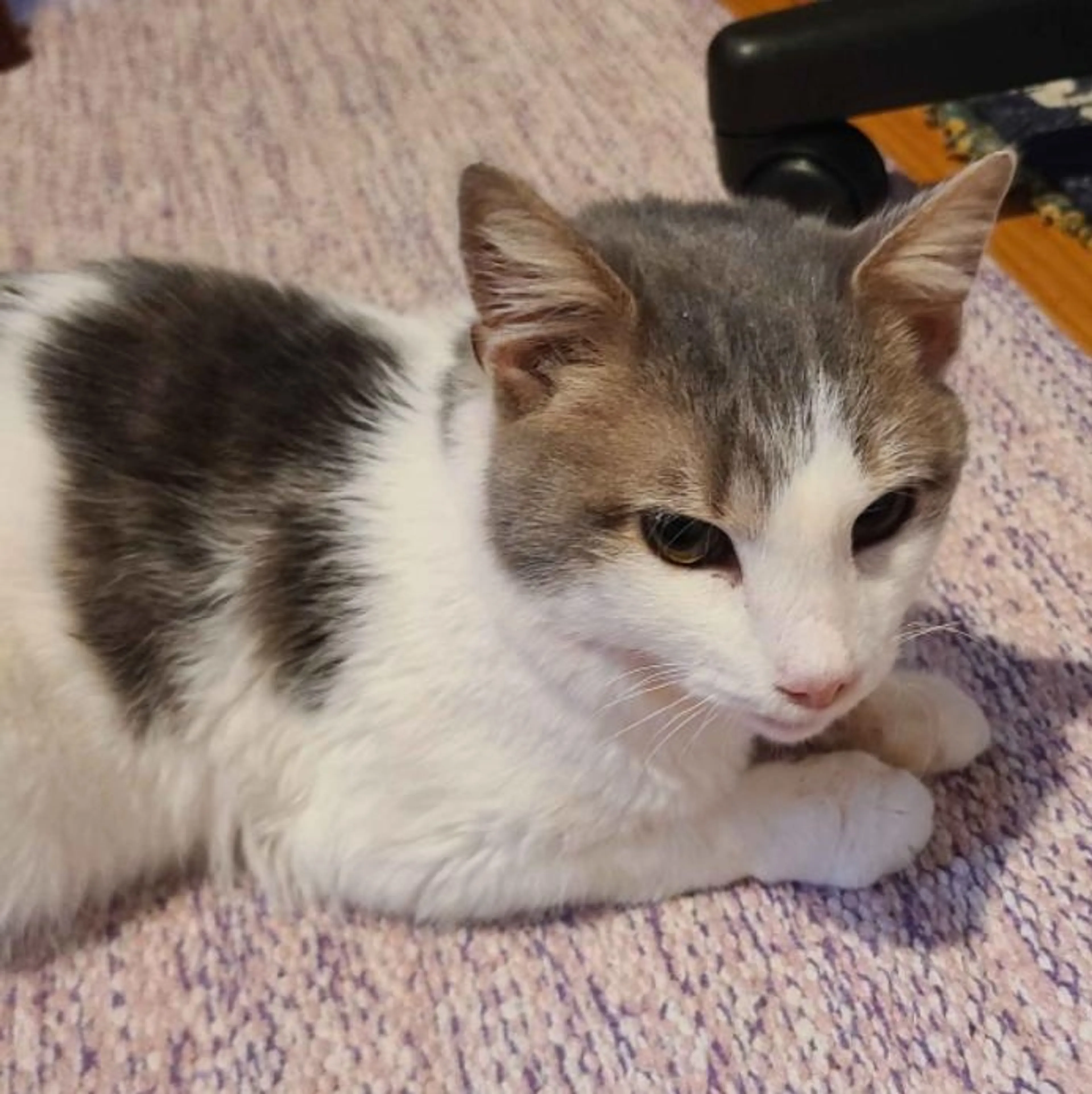 Found pet-2