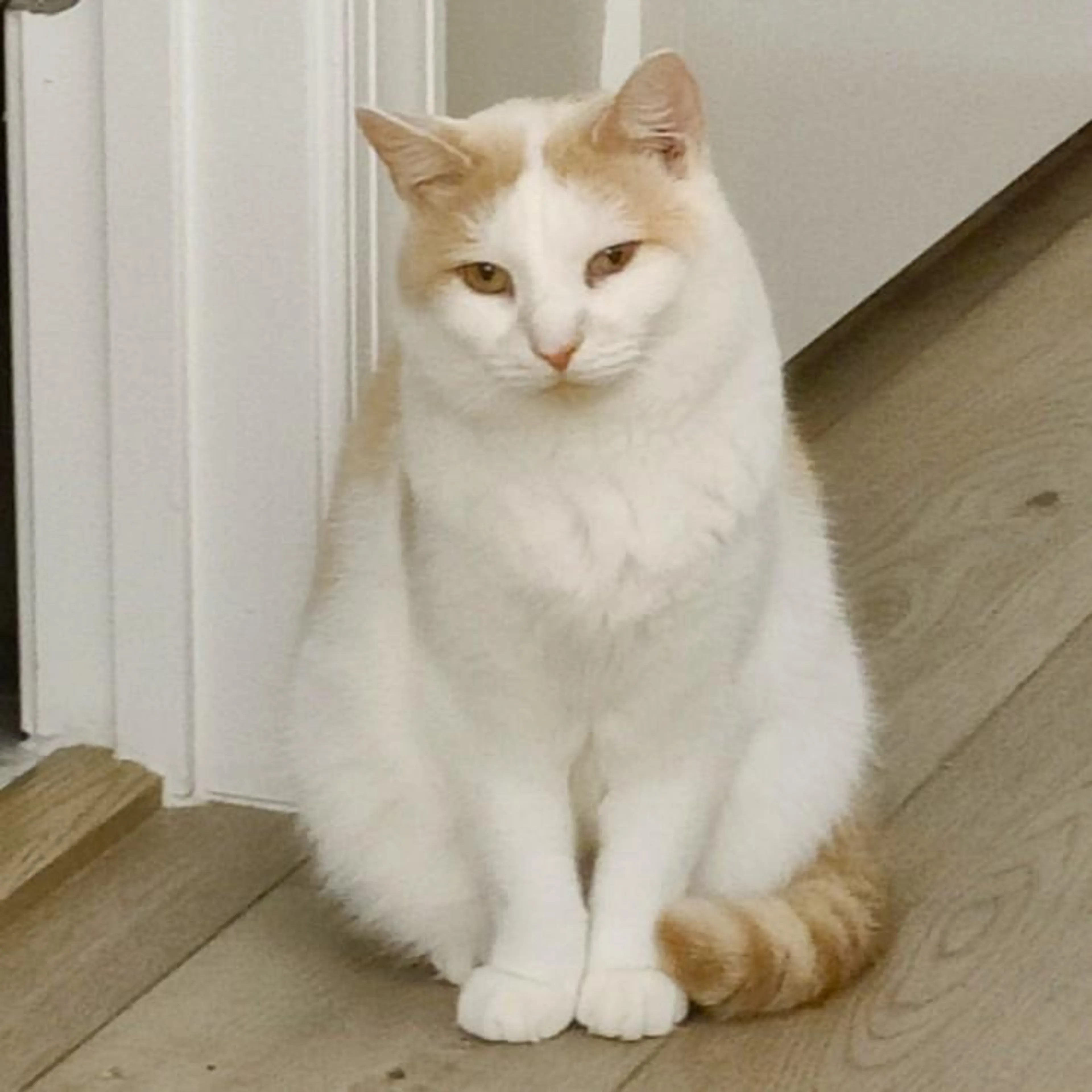 Found pet-3