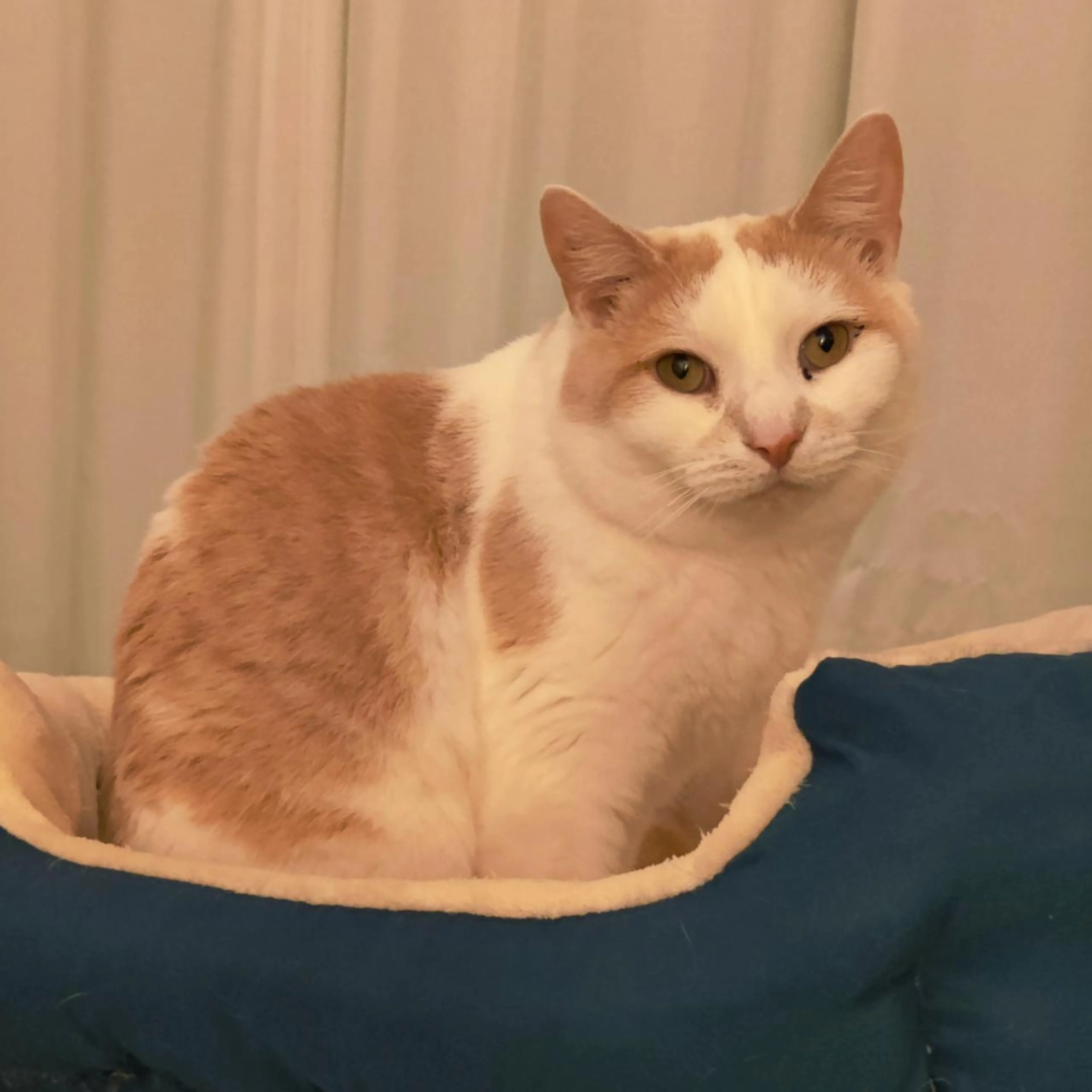 Found pet-0
