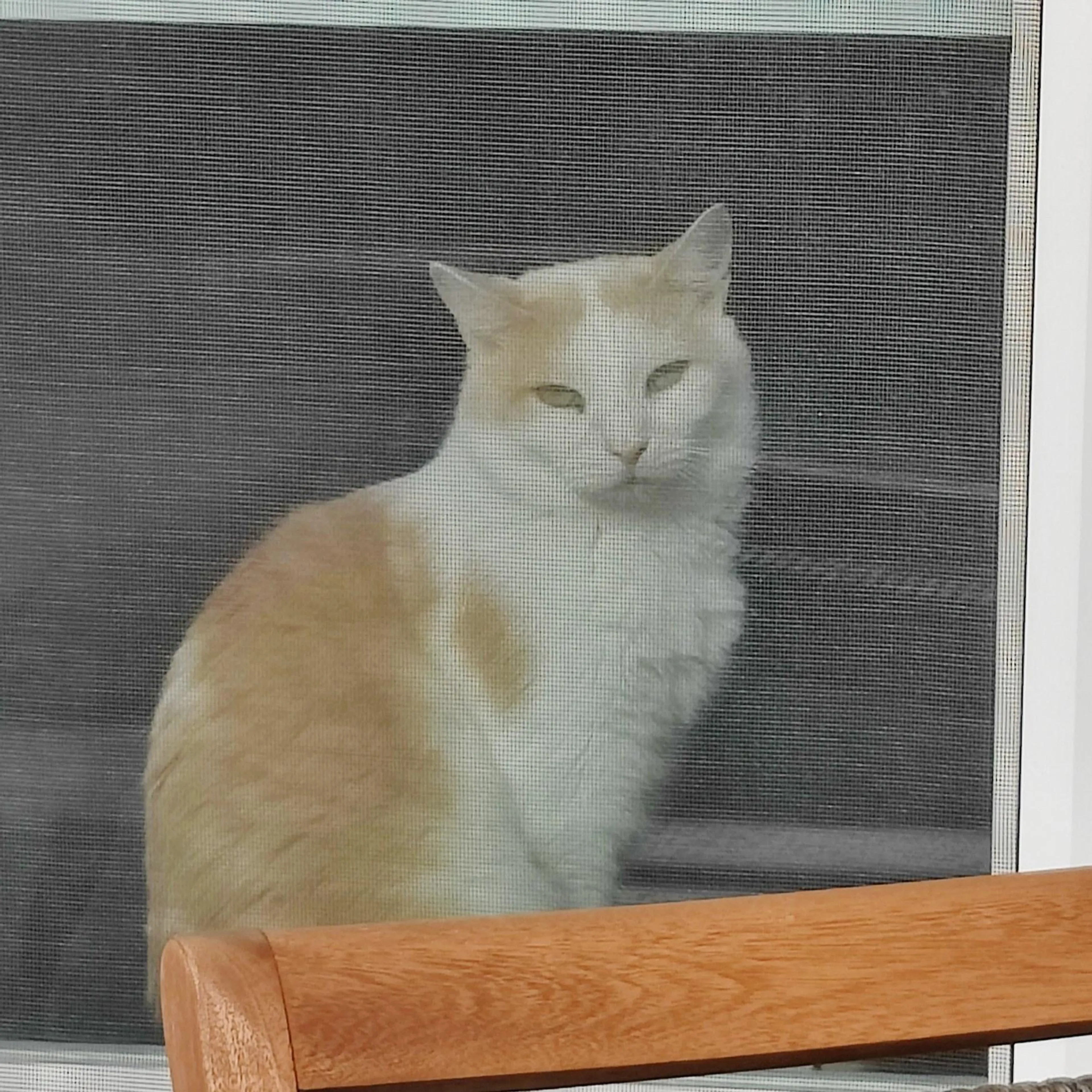 Found pet-2