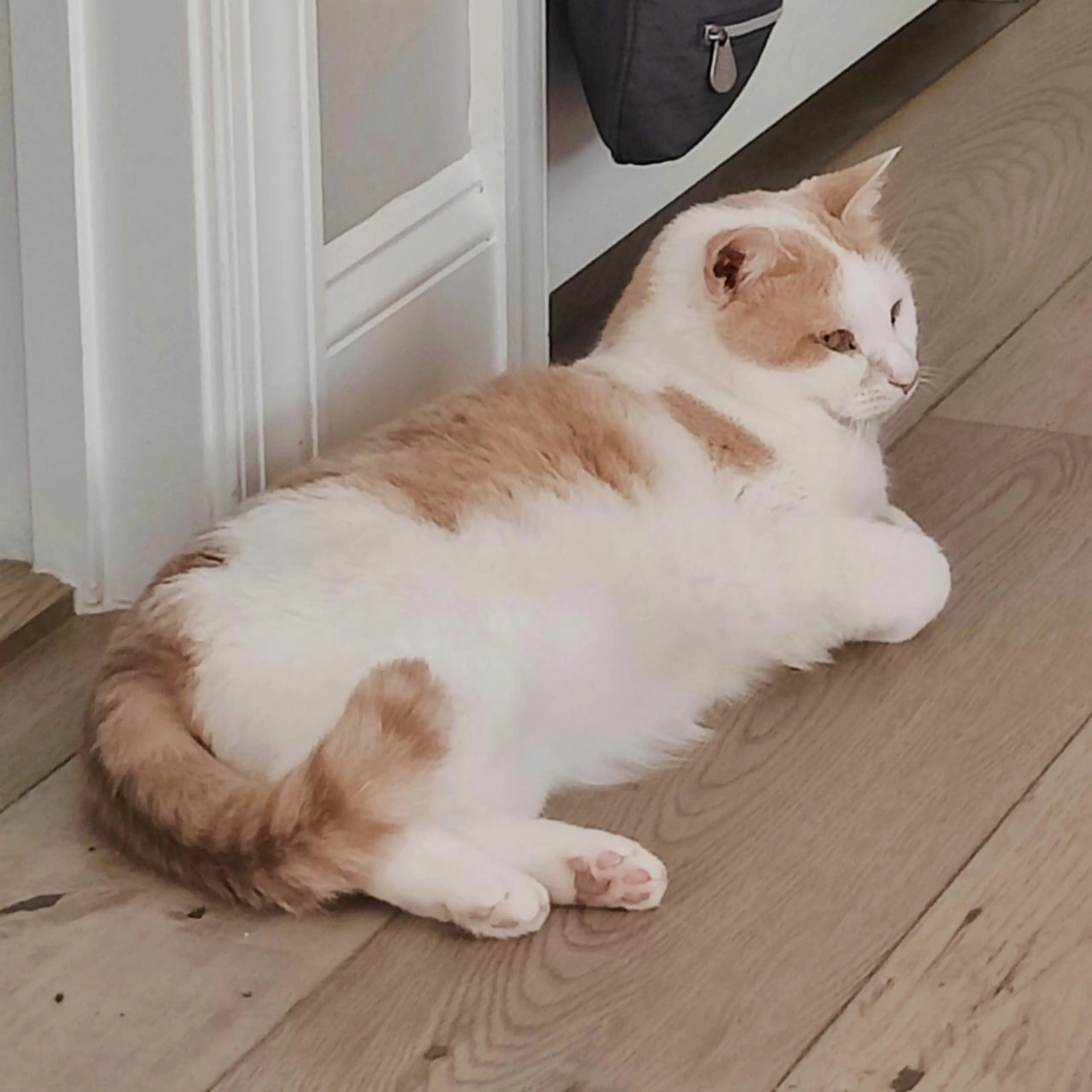 Found pet-1