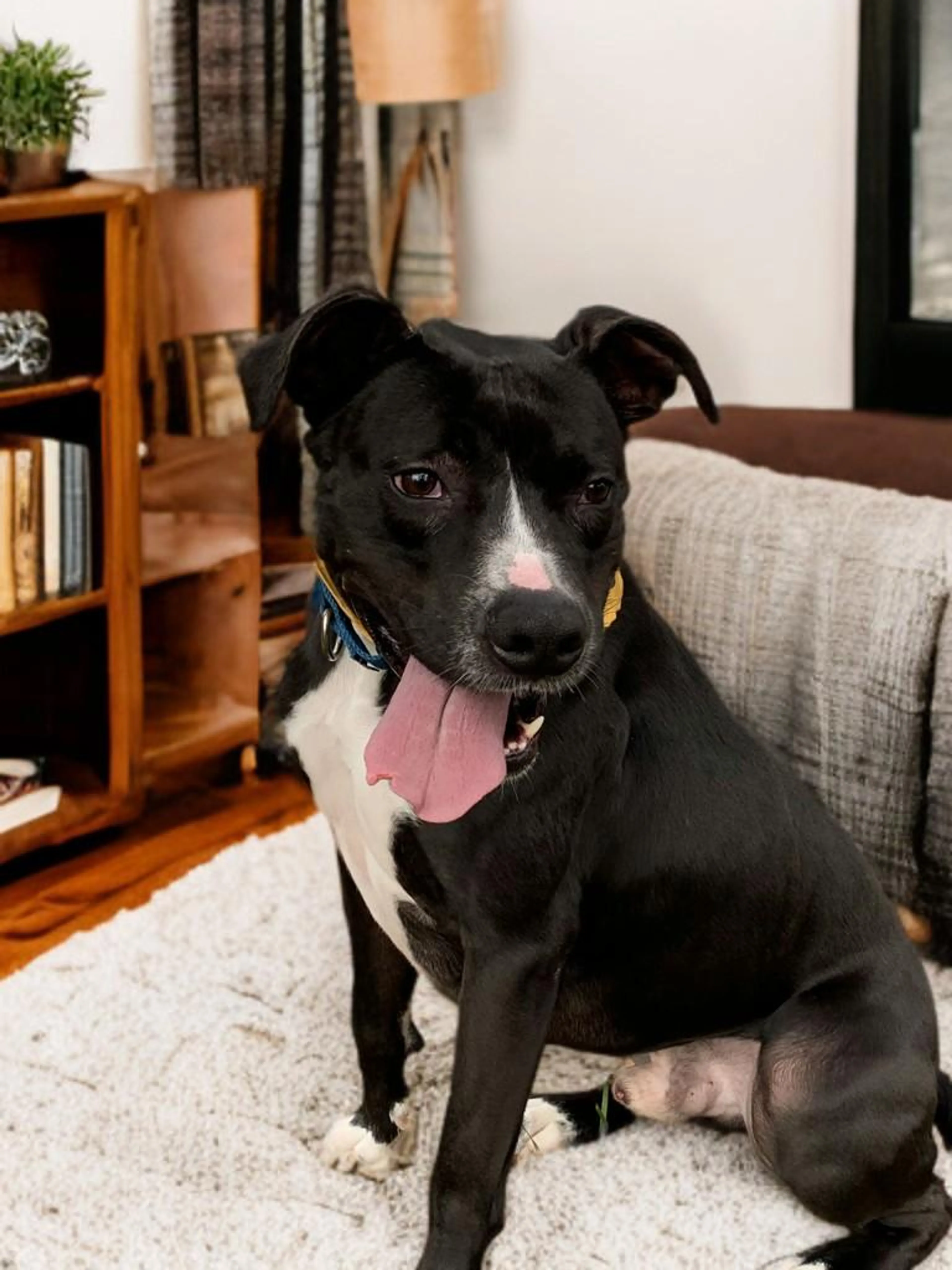 Found pet-4