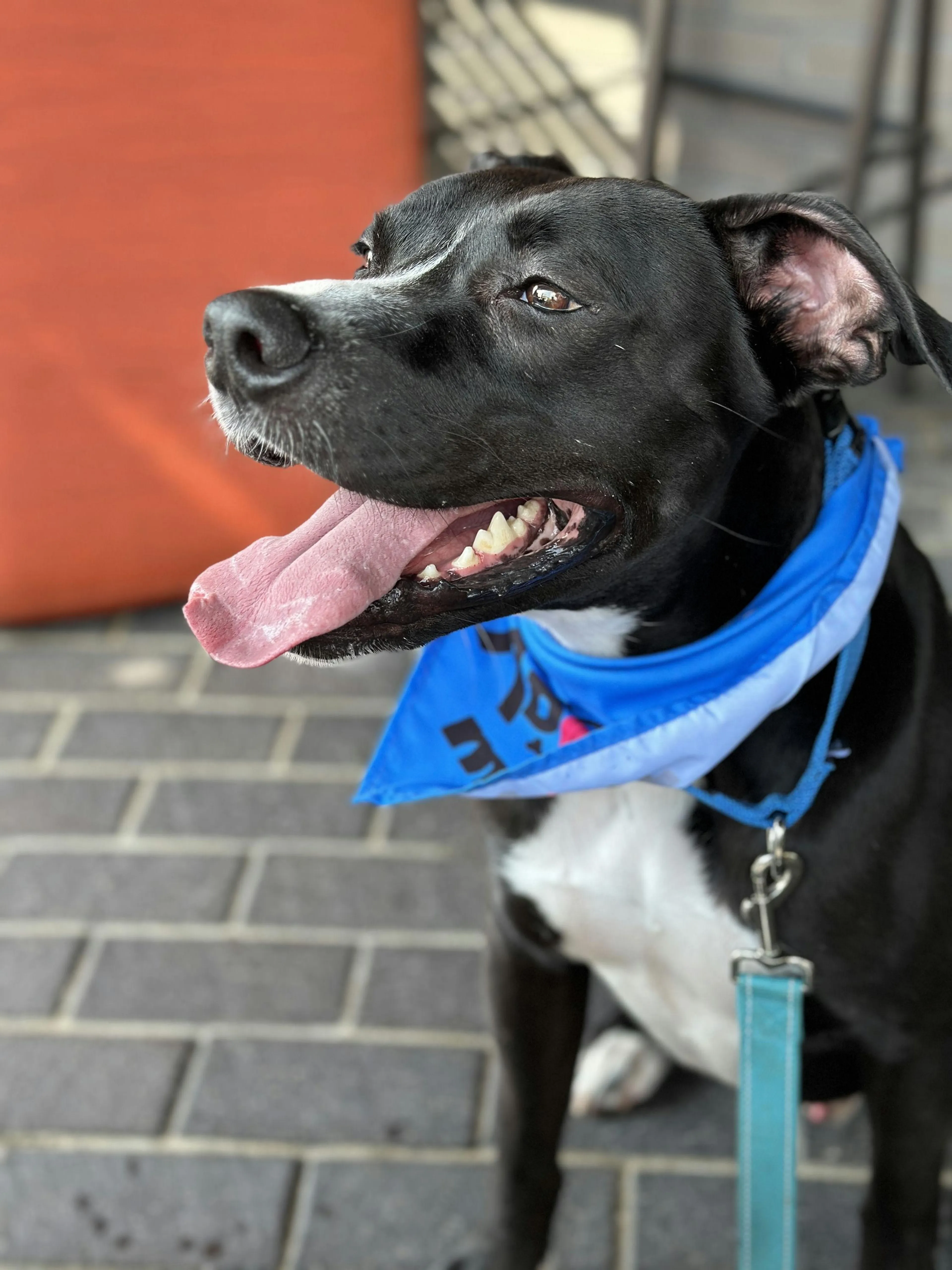 Found pet-3