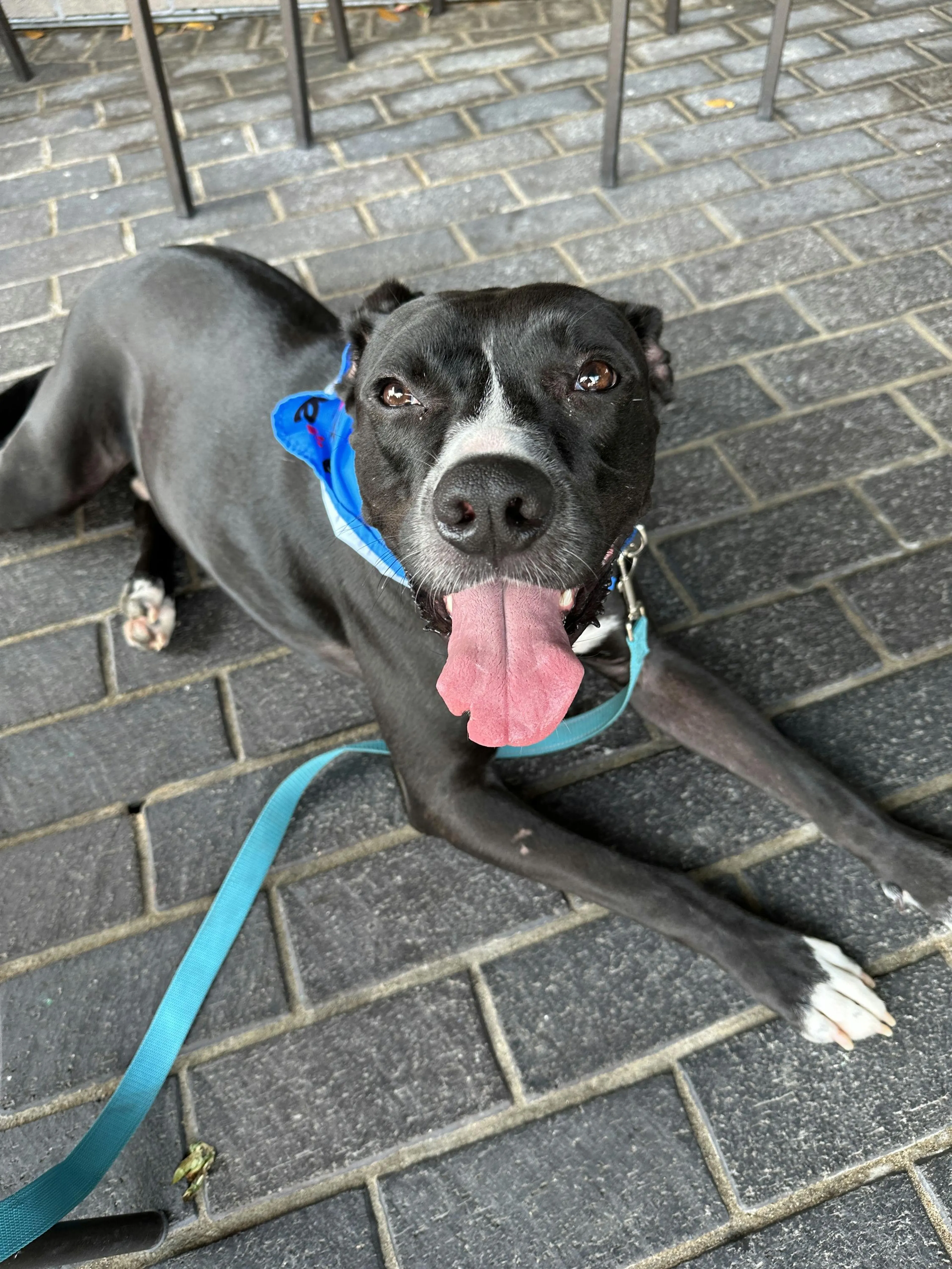 Found pet-2
