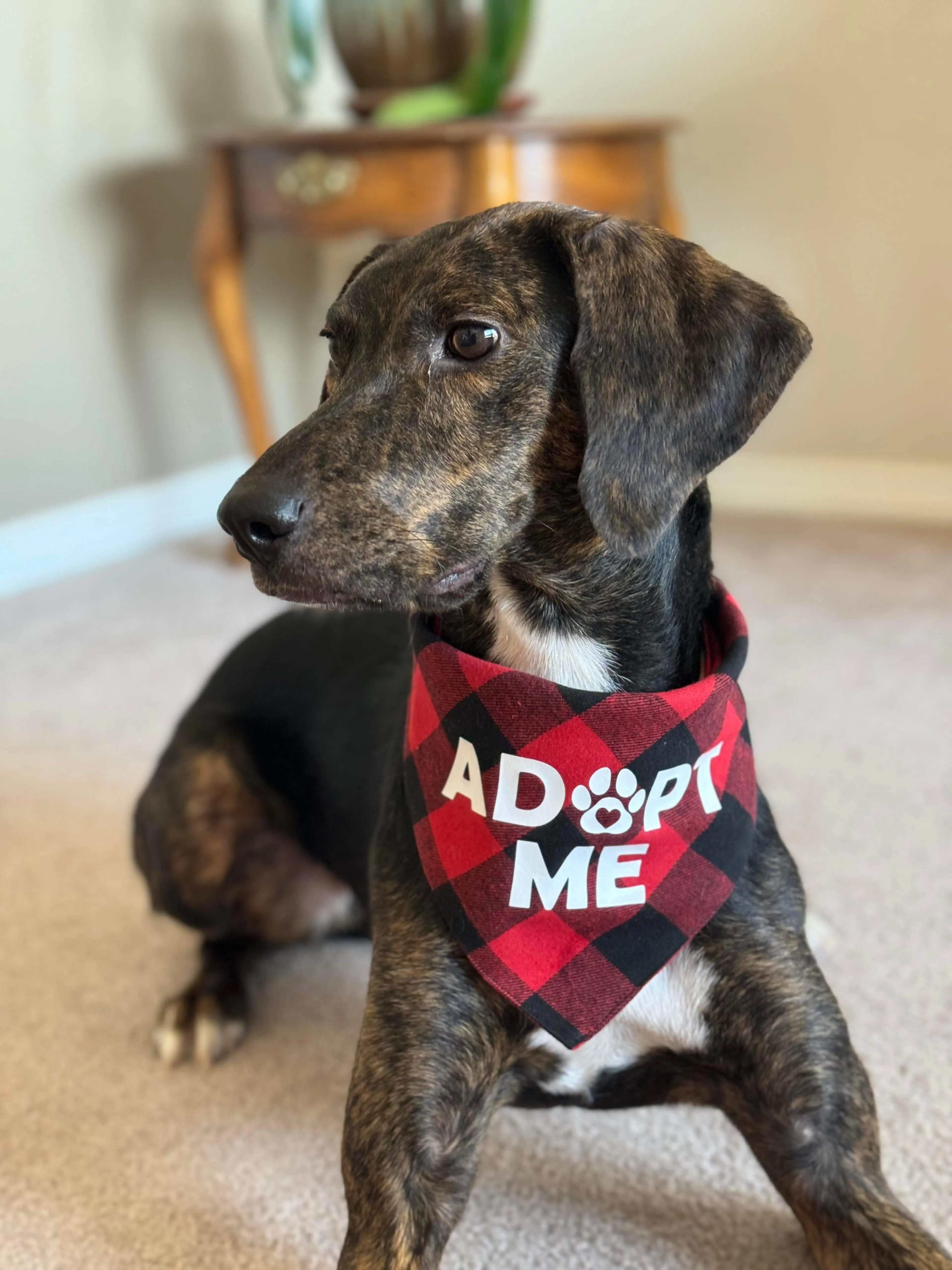 Found pet-2