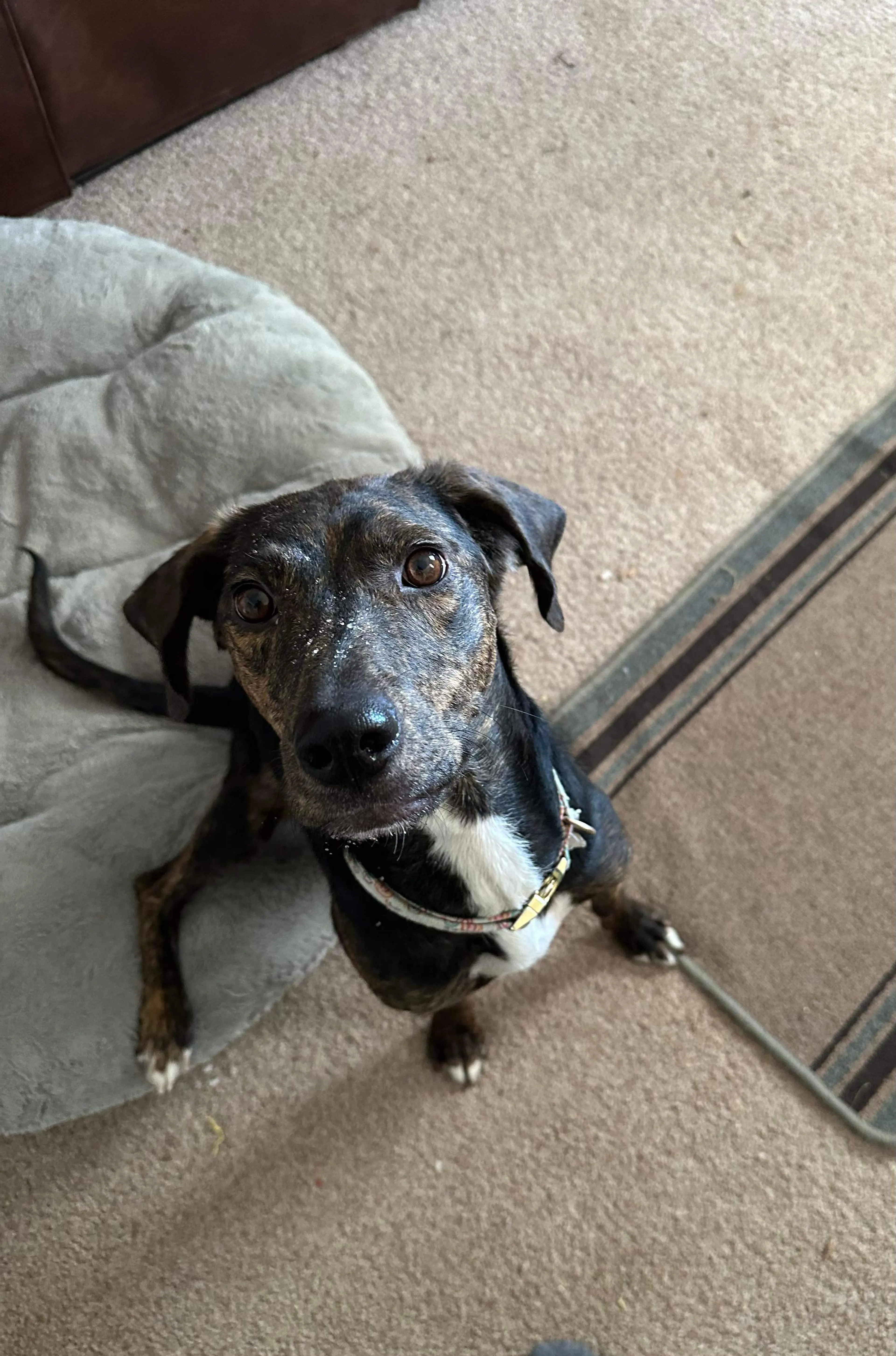 Found pet-3