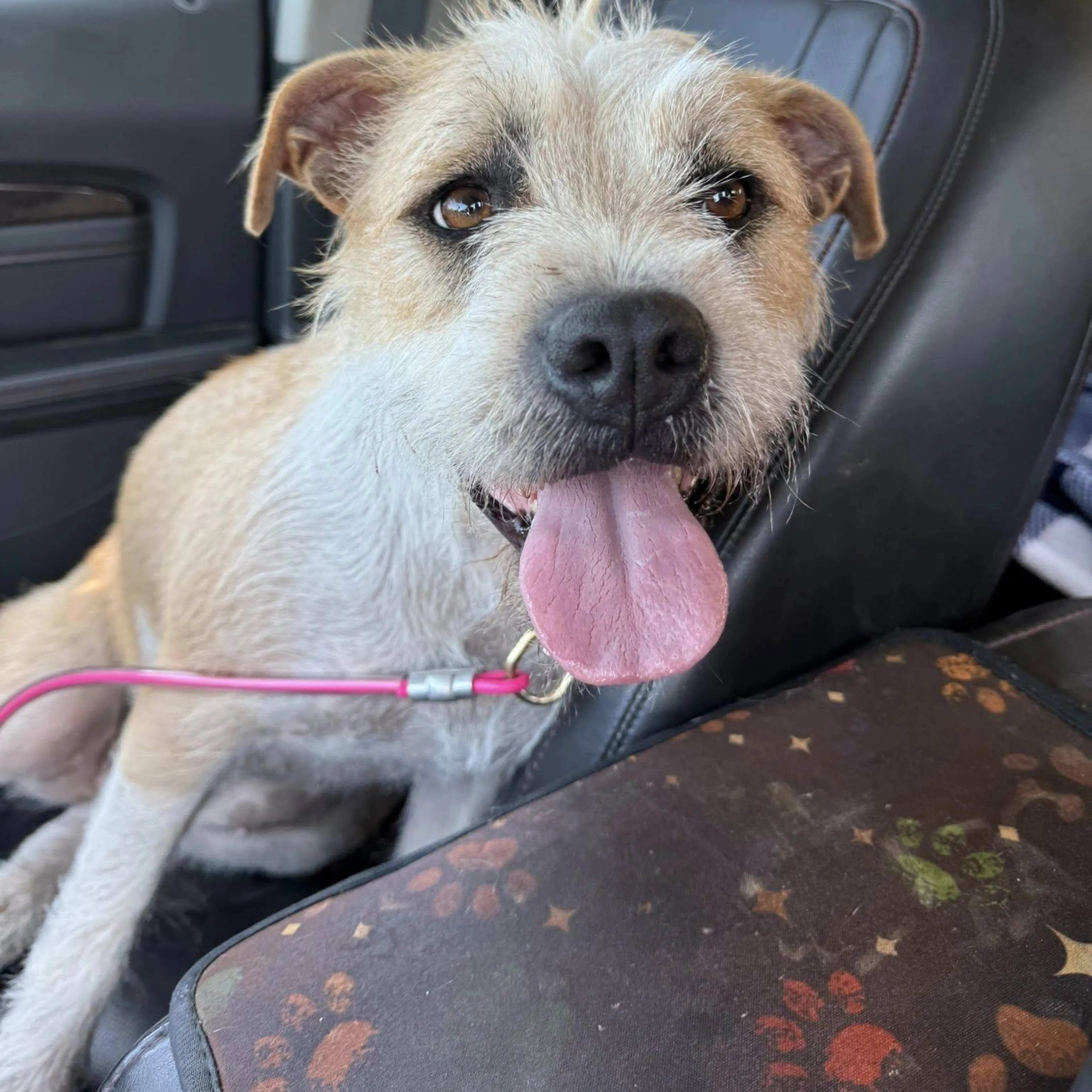 Found pet-1