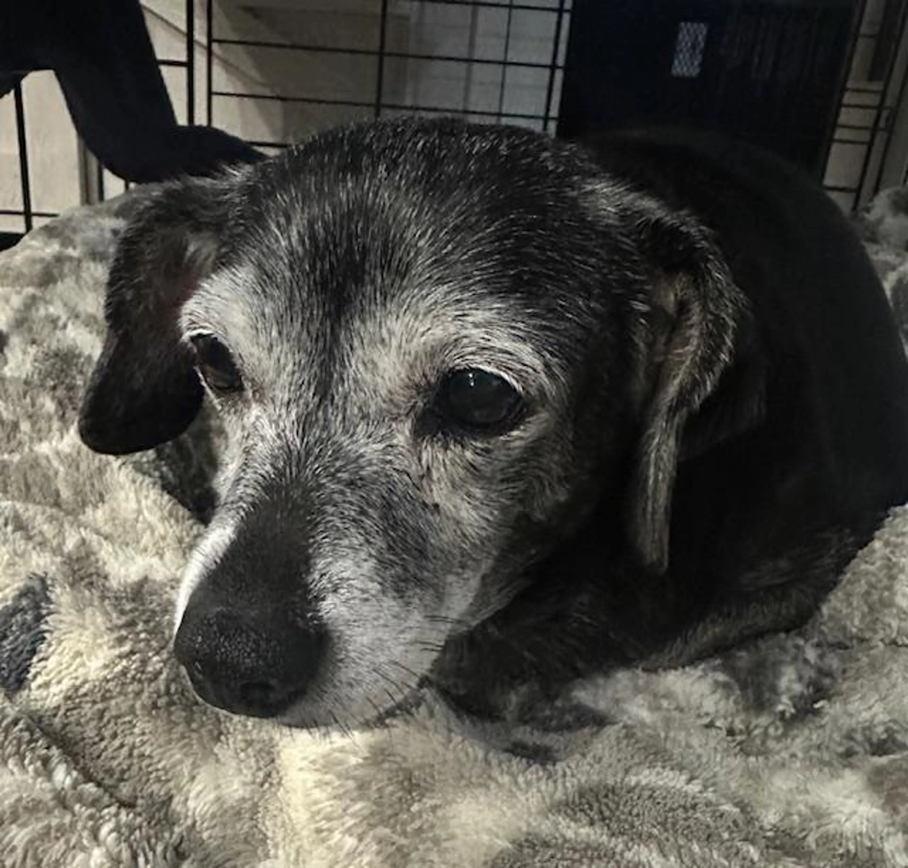 Found pet-2