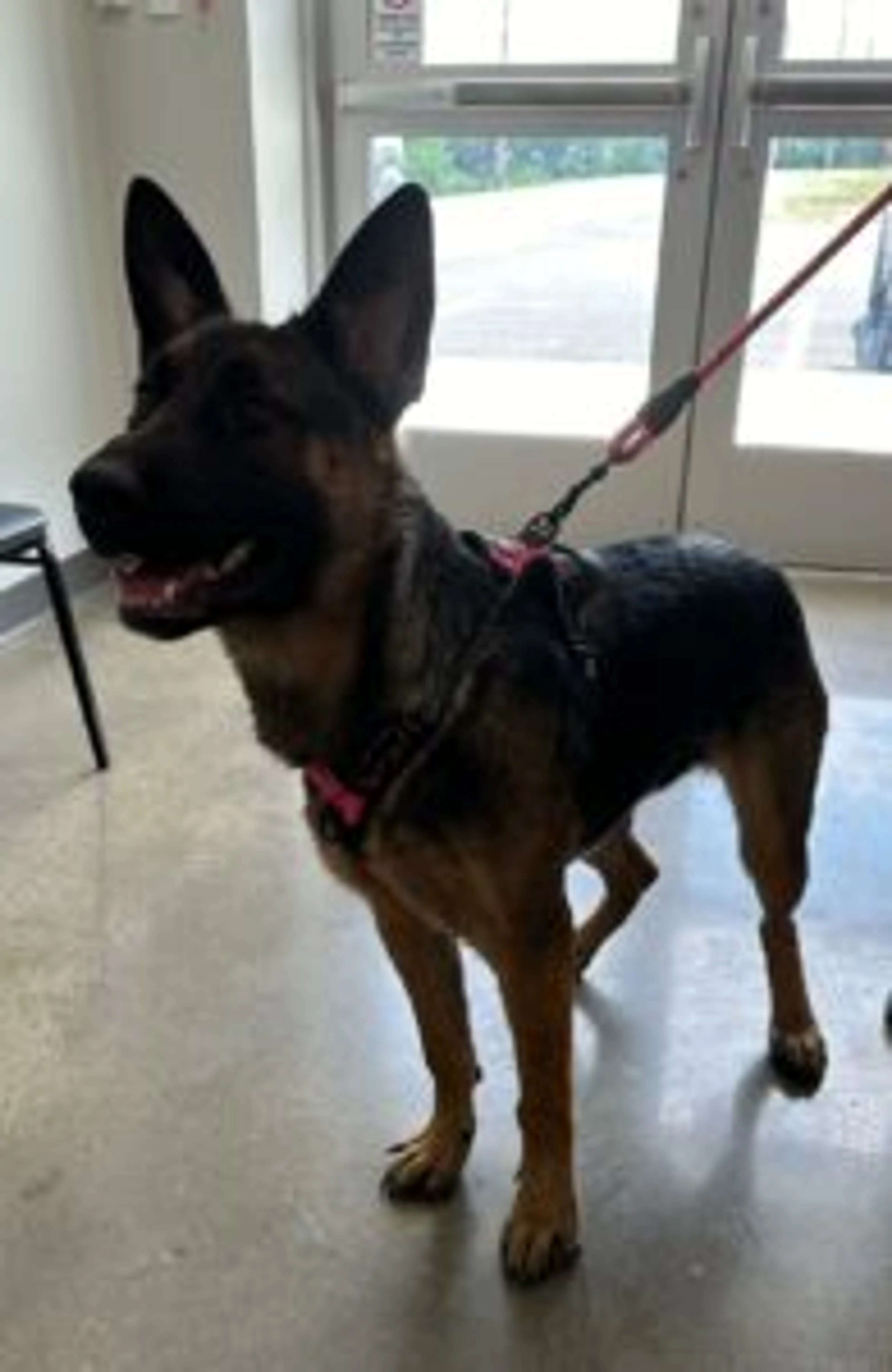 Found pet