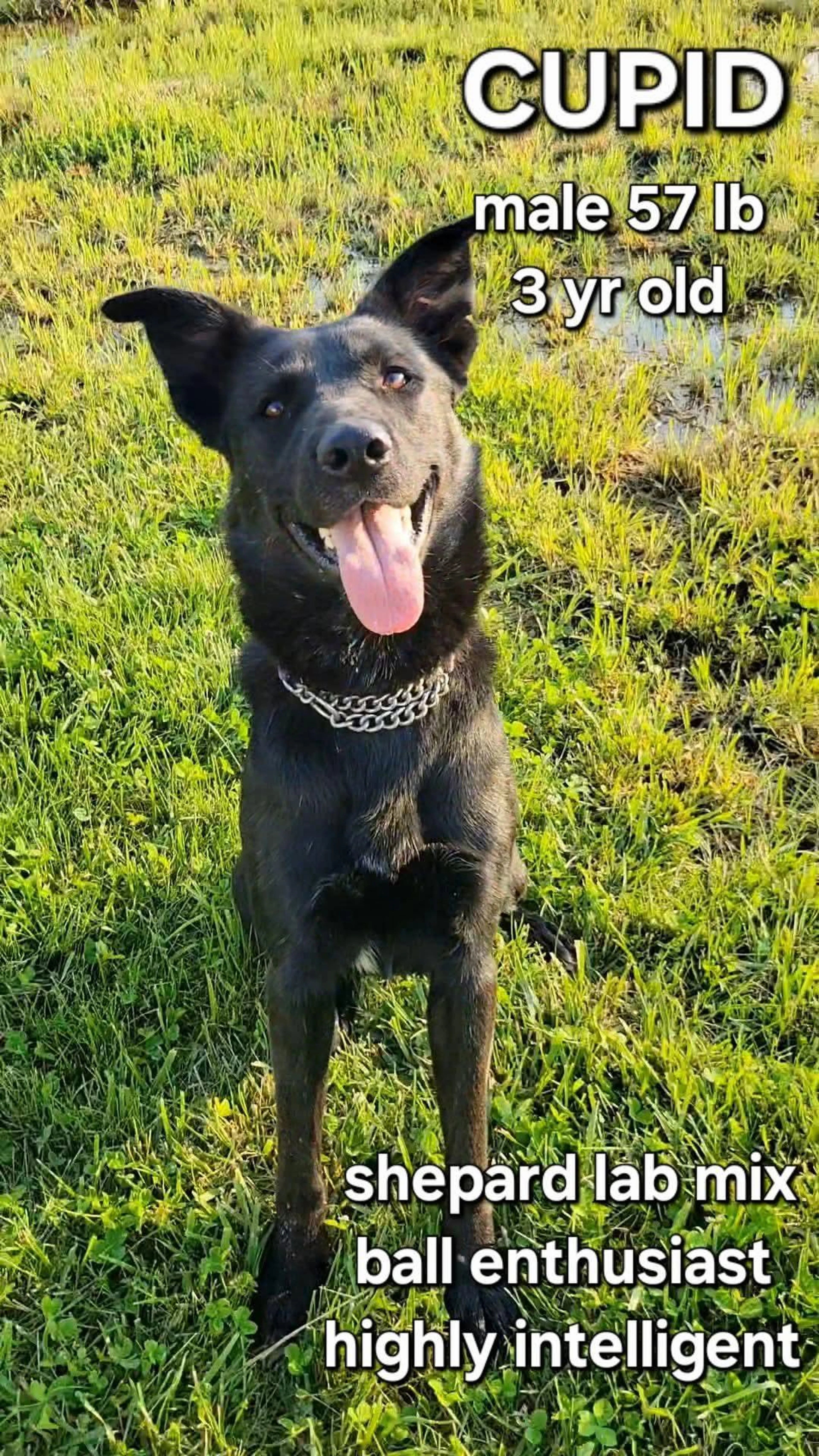 Found pet