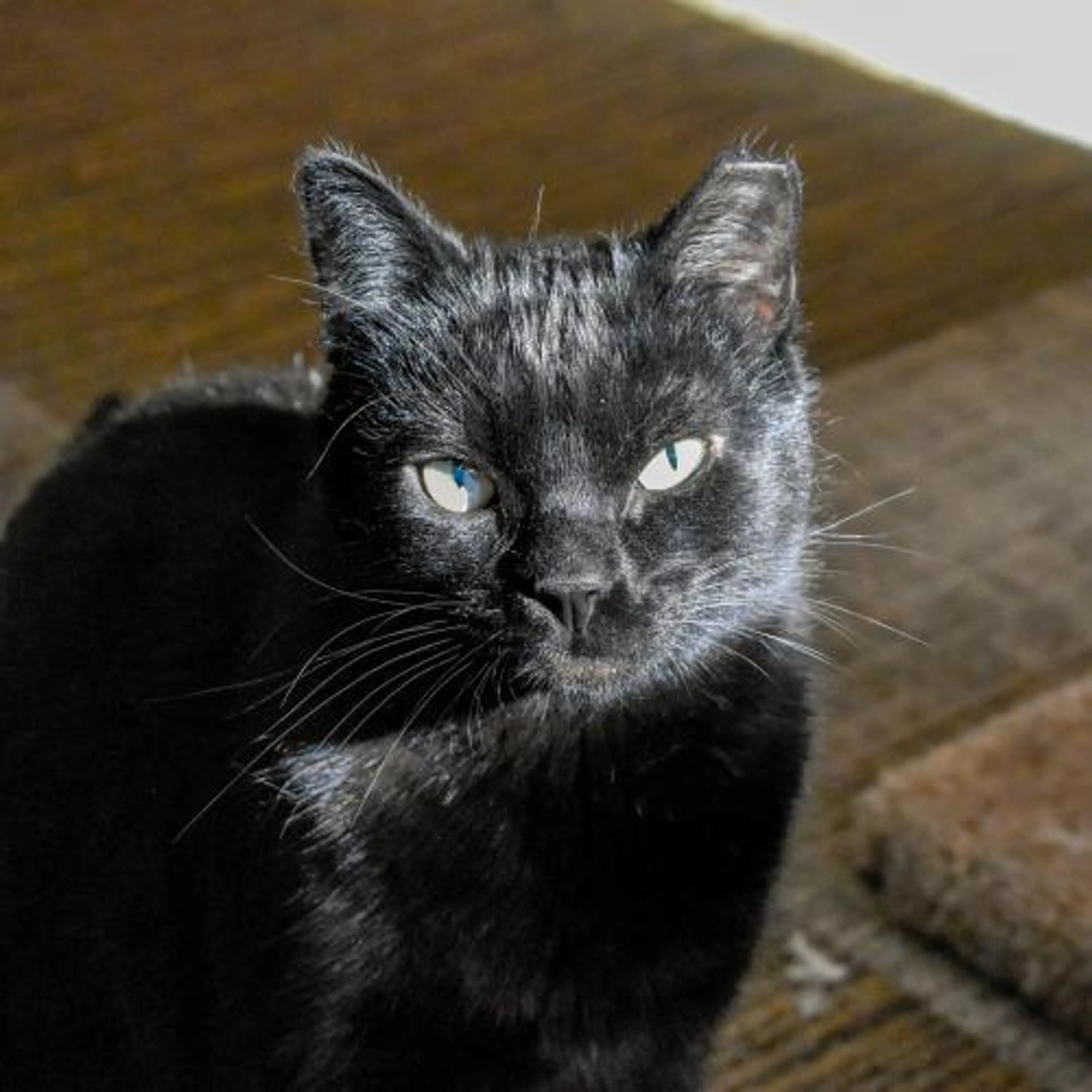 Found pet-2
