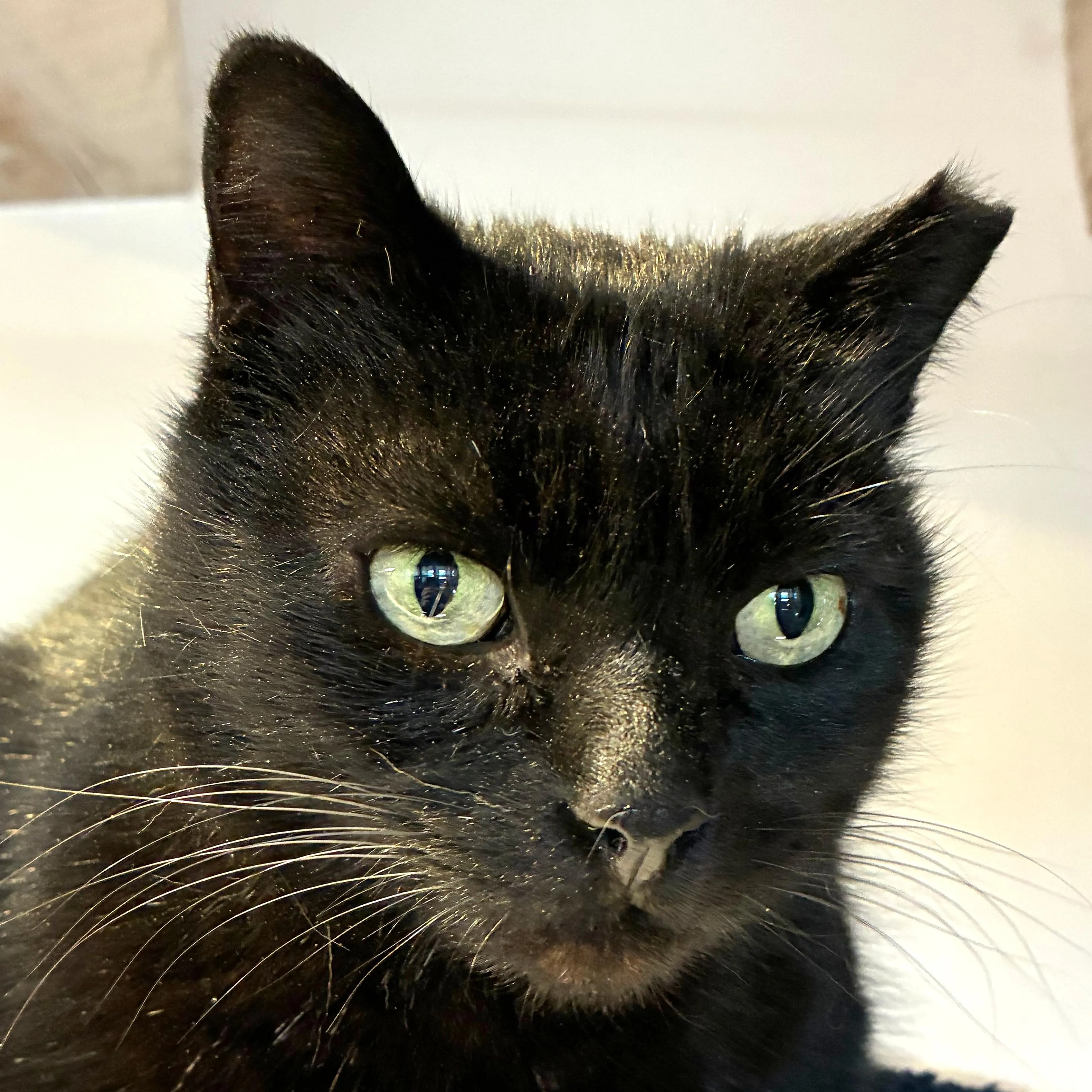 Found pet-1