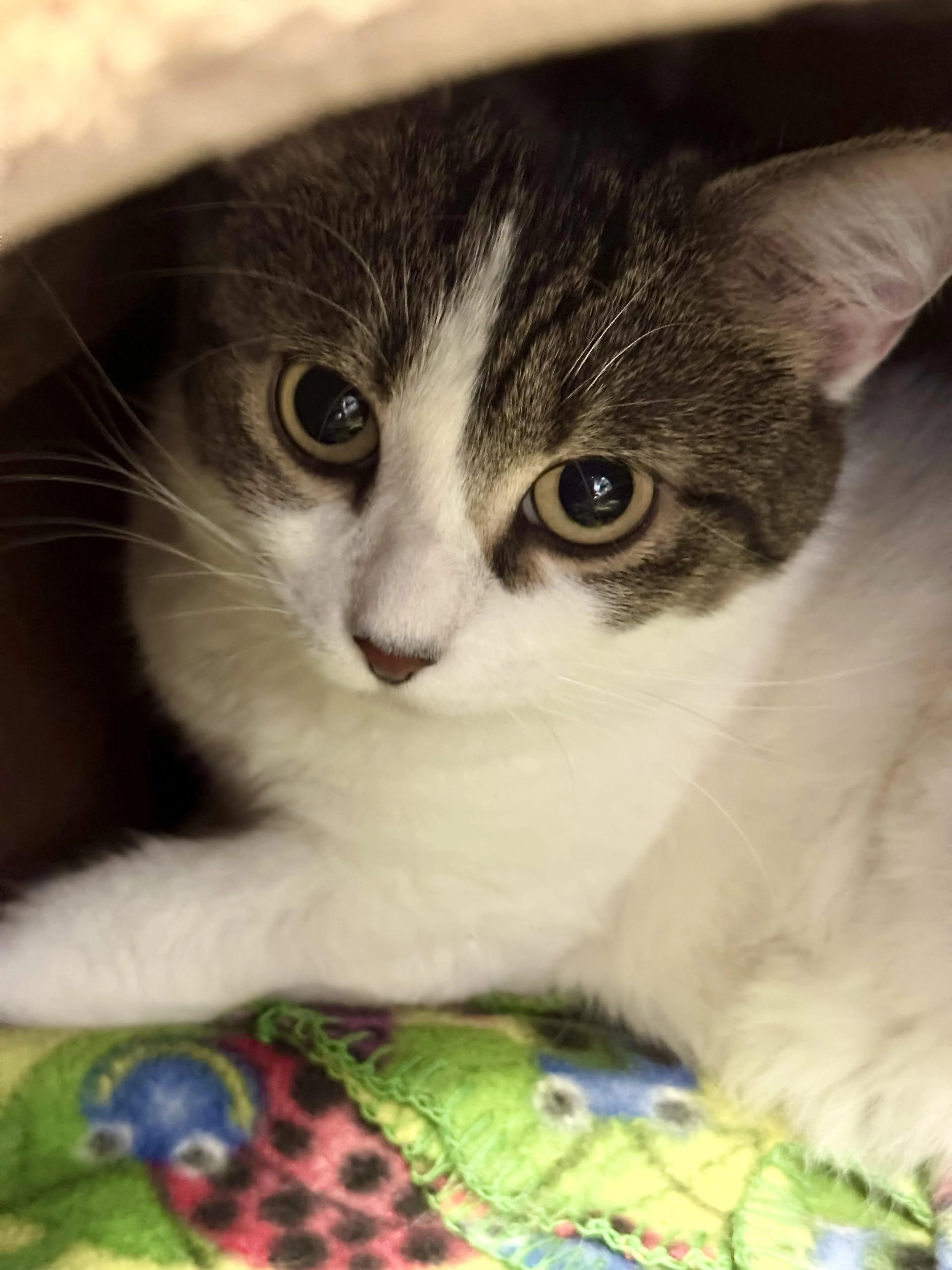Found pet-2