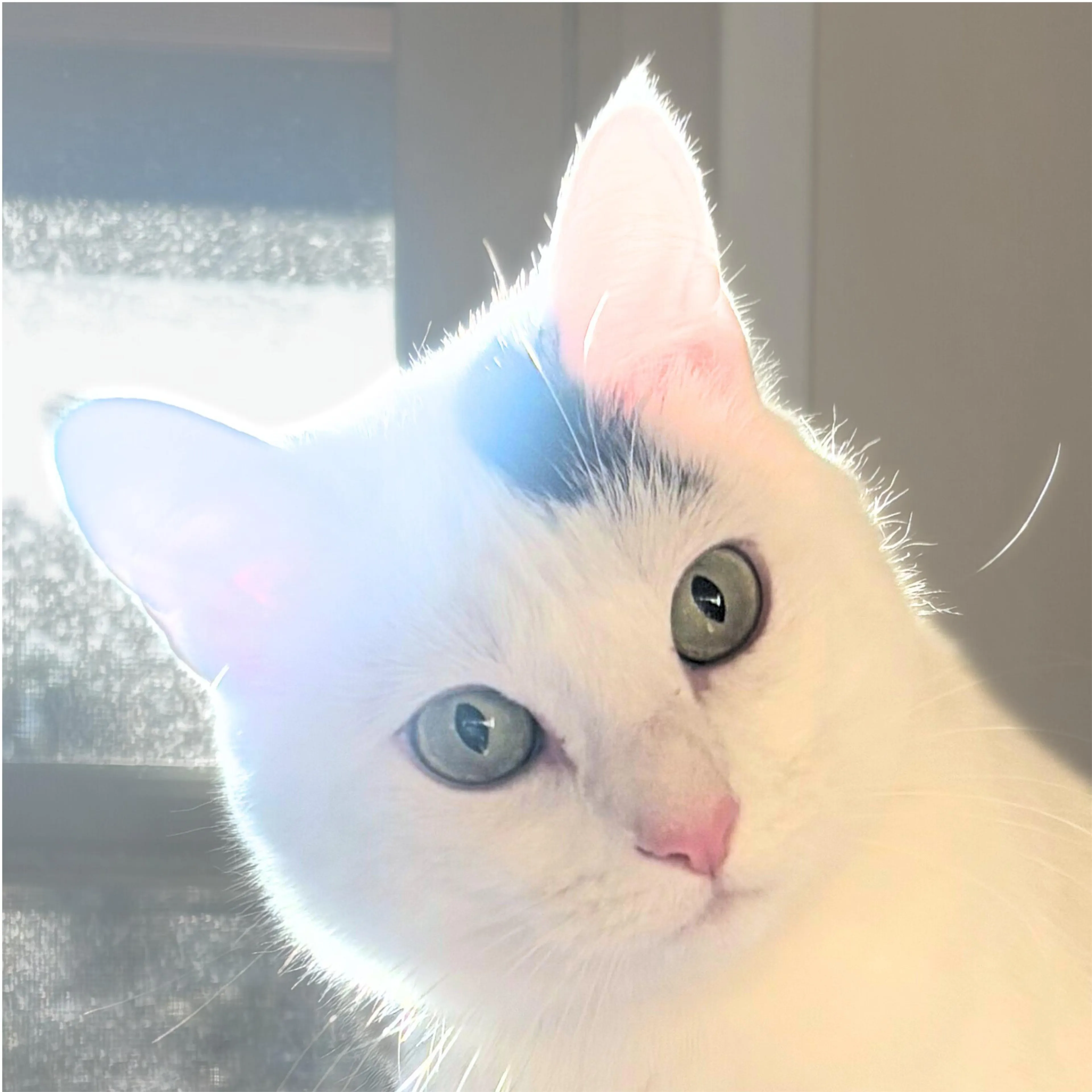 Found pet-1